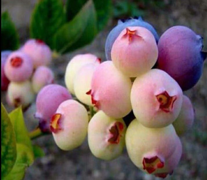 兔眼蓝莓苗耐旱耐湿热树体大寿命长基地直销量大从优