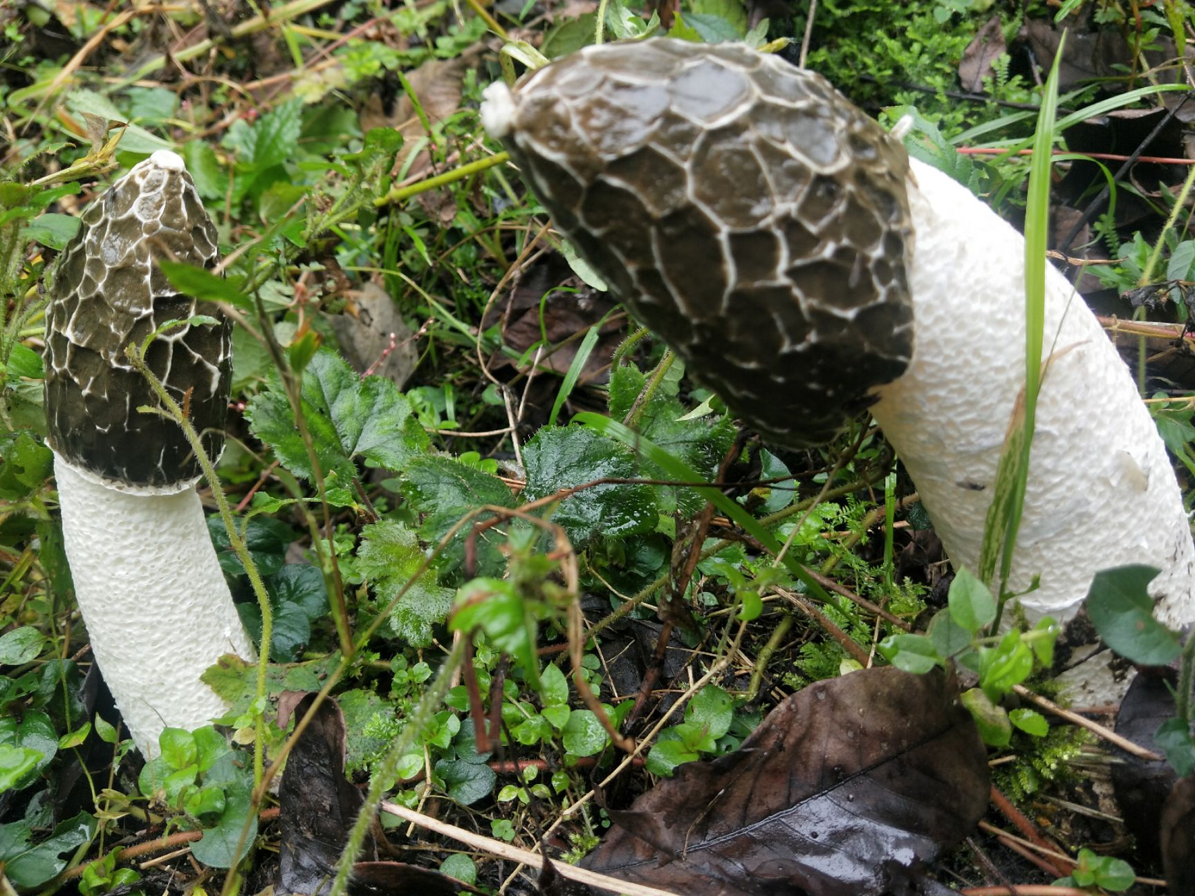 位于大方县羊场镇新田村,平均海拔1600至1700,种植冬荪面积500亩,每年