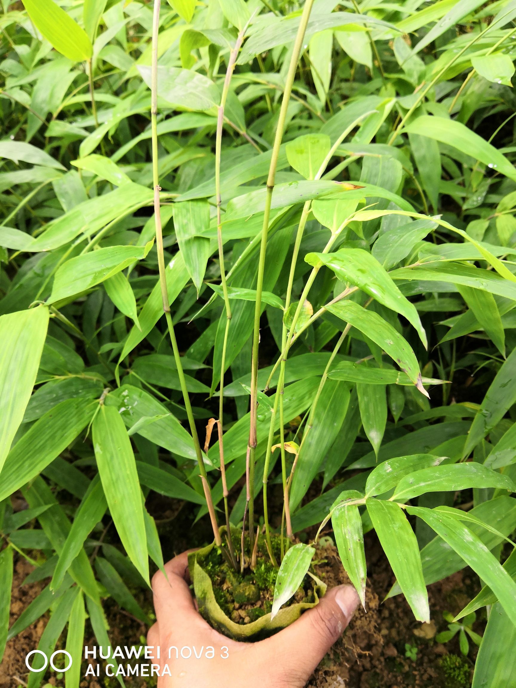云南昭通盐津县 方竹苗