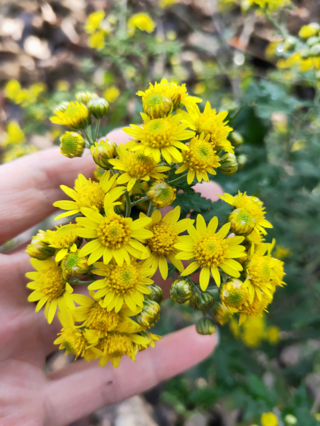 *菊花种子 *生山菊花种苗