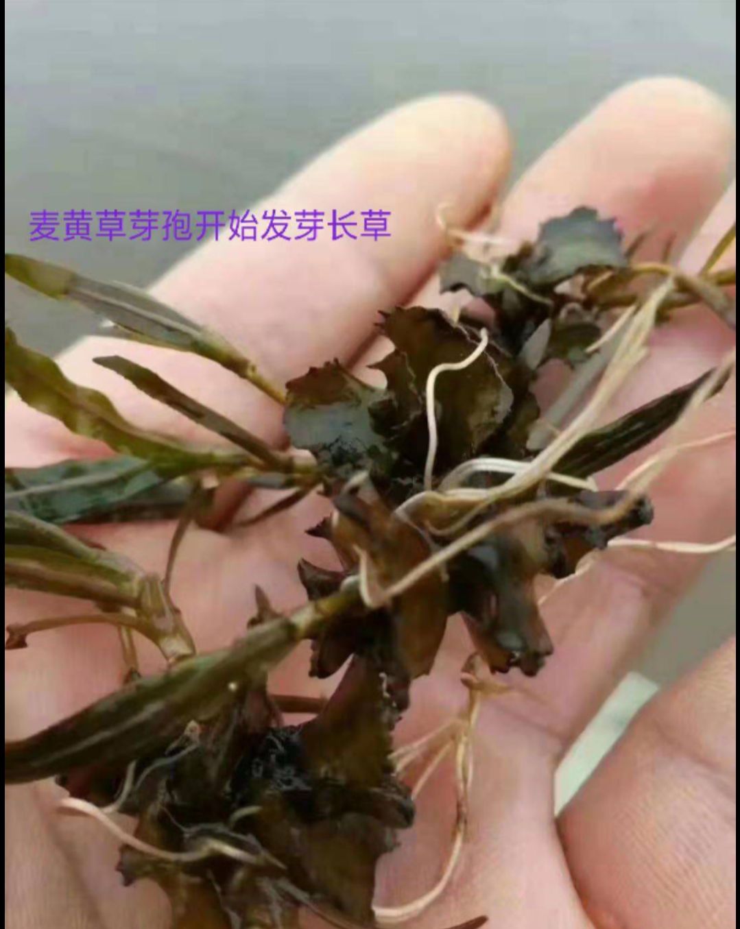 麦黄草也叫菹草,现在正是种子发芽生长期