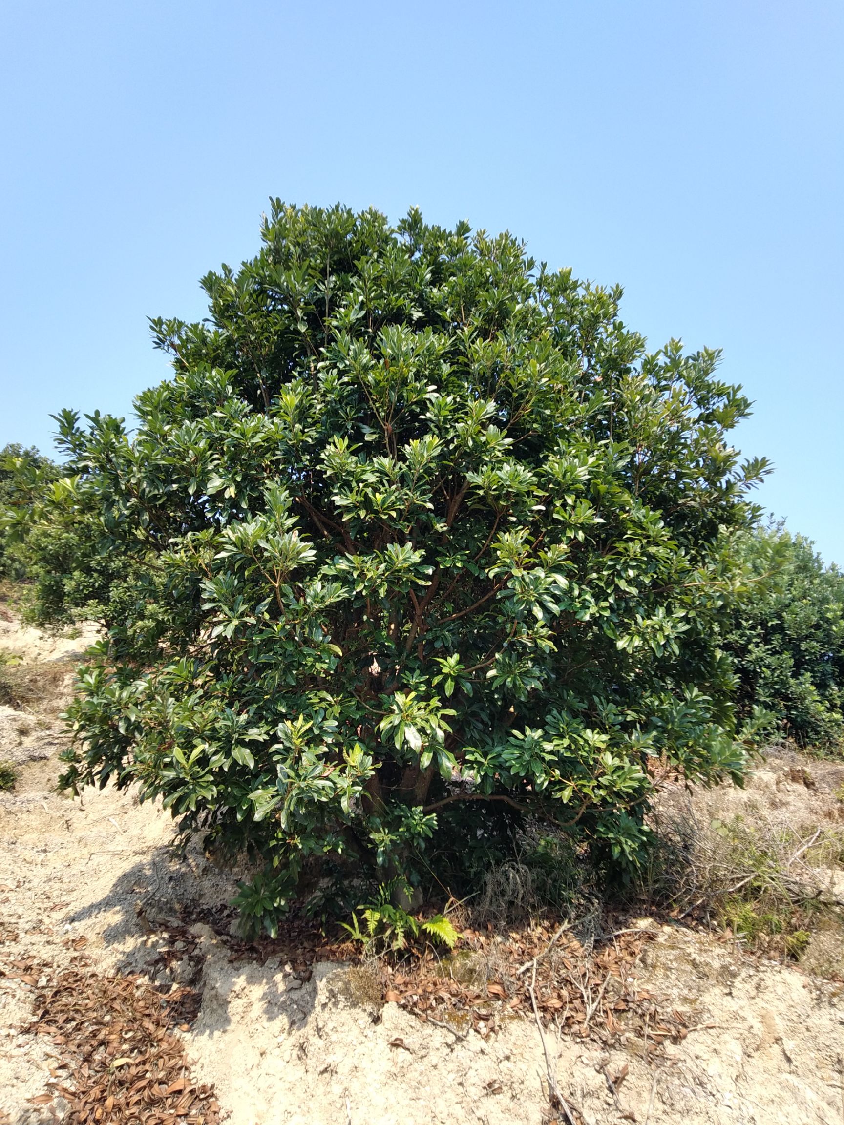 供应大厅  苗木花草  杨梅树                    商品详情