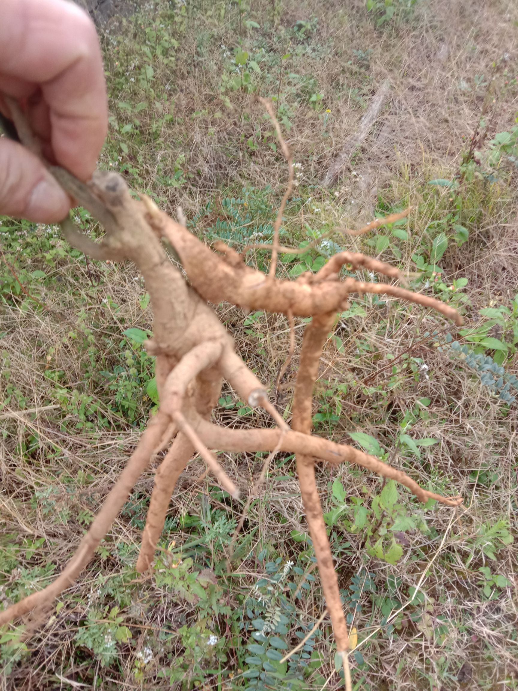 山豆根苗 出售三豆根