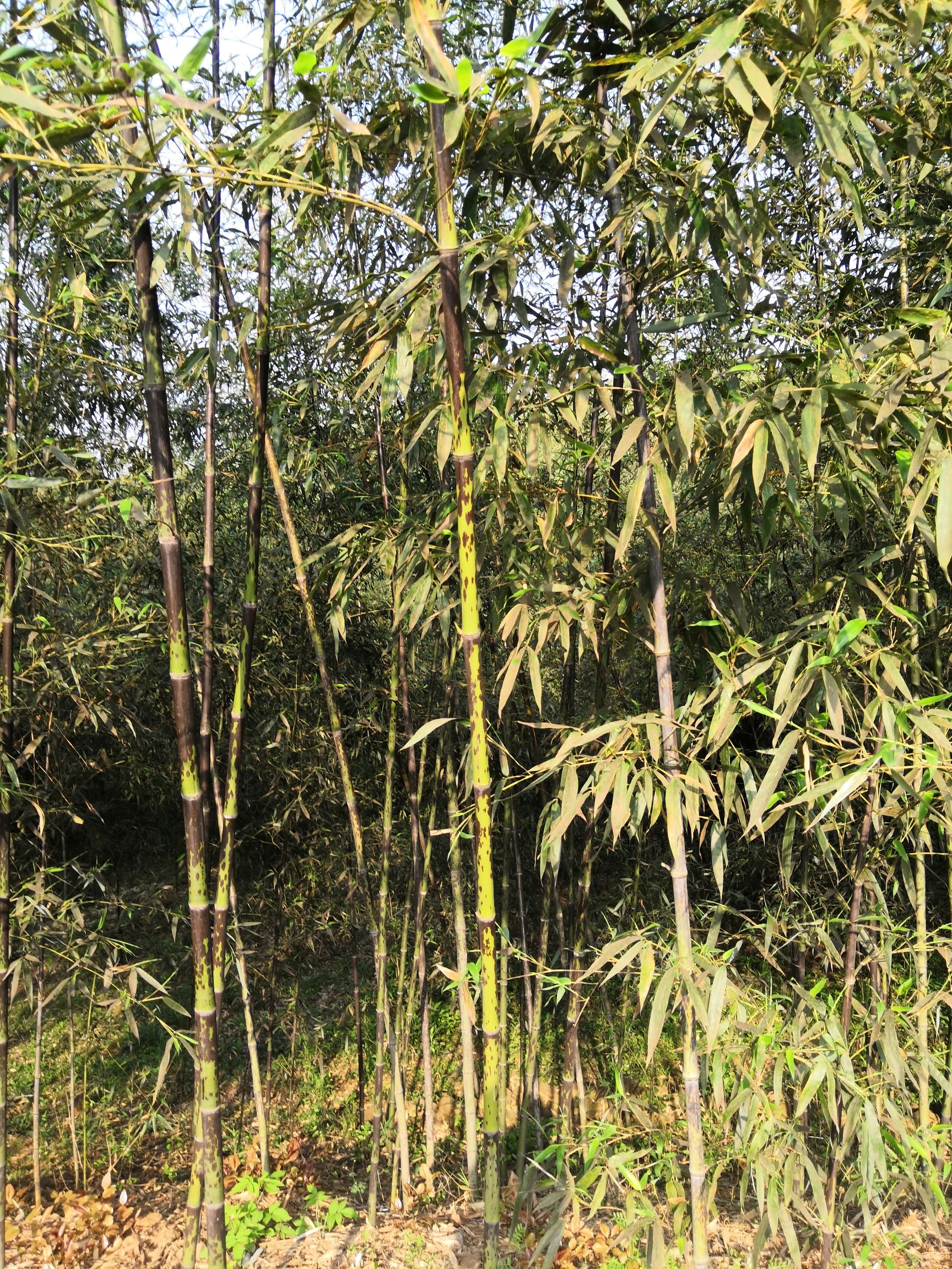 湘妃竹 大量供应 湘妃竹基地 斑竹苗 斑竹苗价格 斑竹苗基地