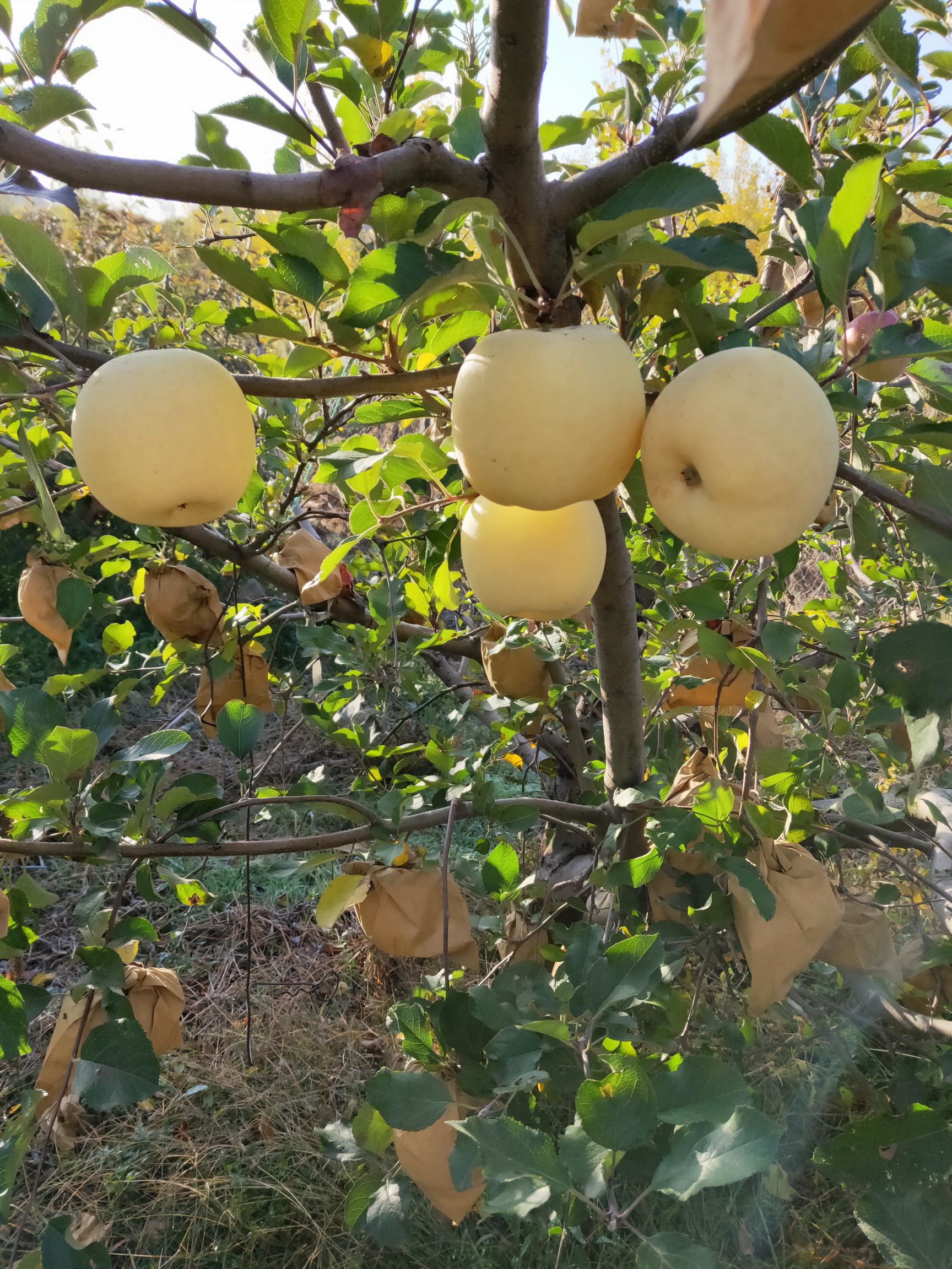 烟台黄金奶油苹果