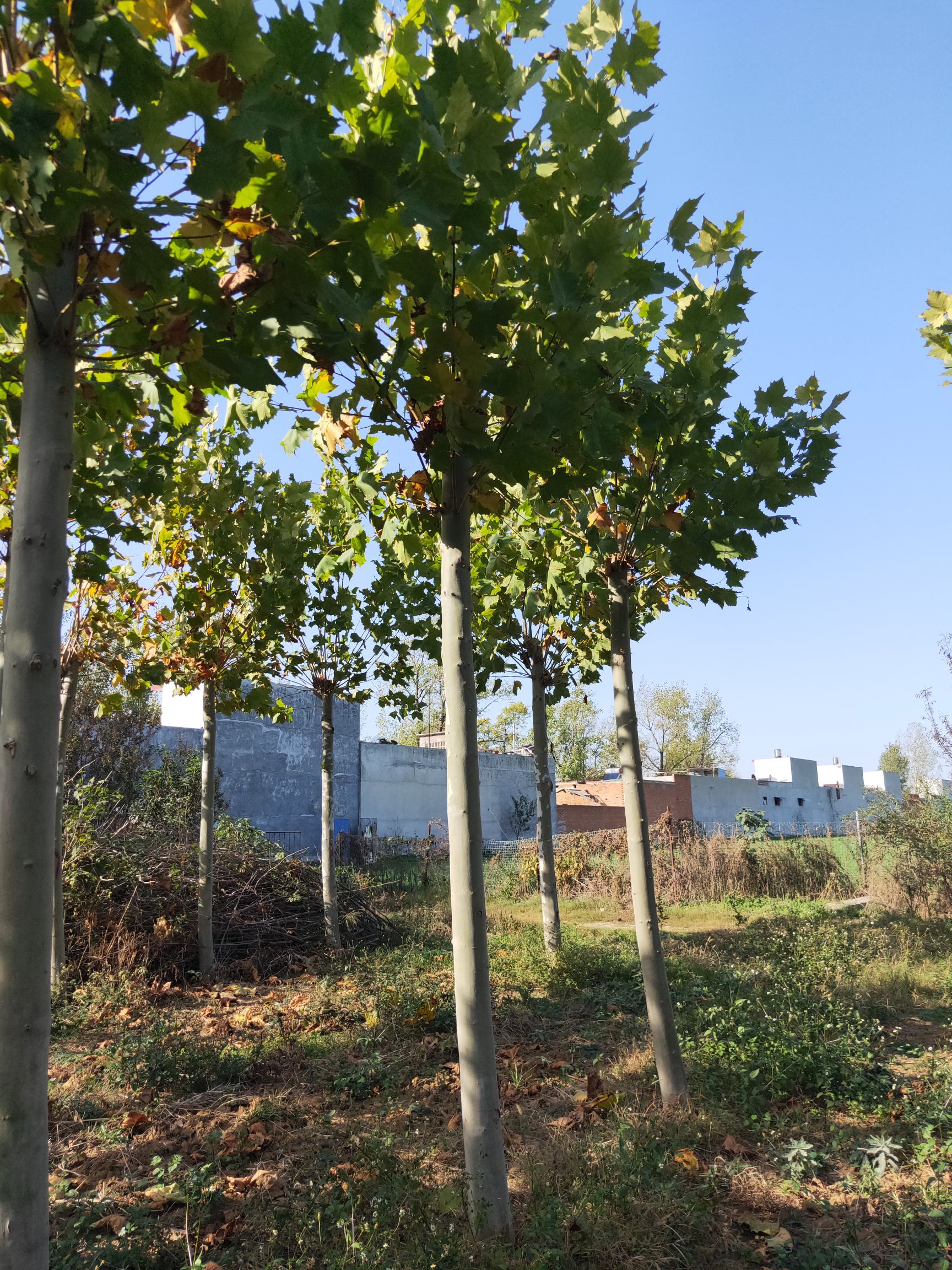 商品属性 品种名:法国桐树 品种名:法国桐树 高度:3.