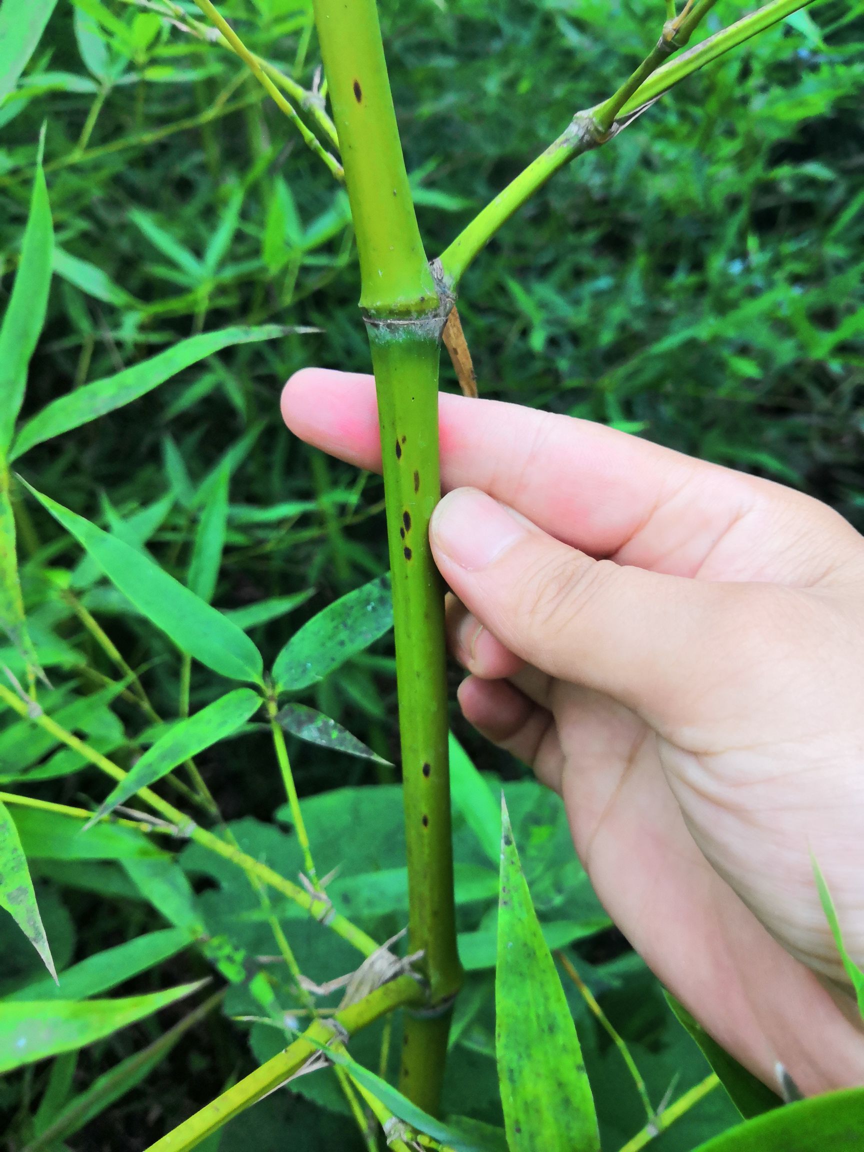 湘妃竹 大量供应 湘妃竹基地 斑竹苗 斑竹苗价格 斑竹苗基地