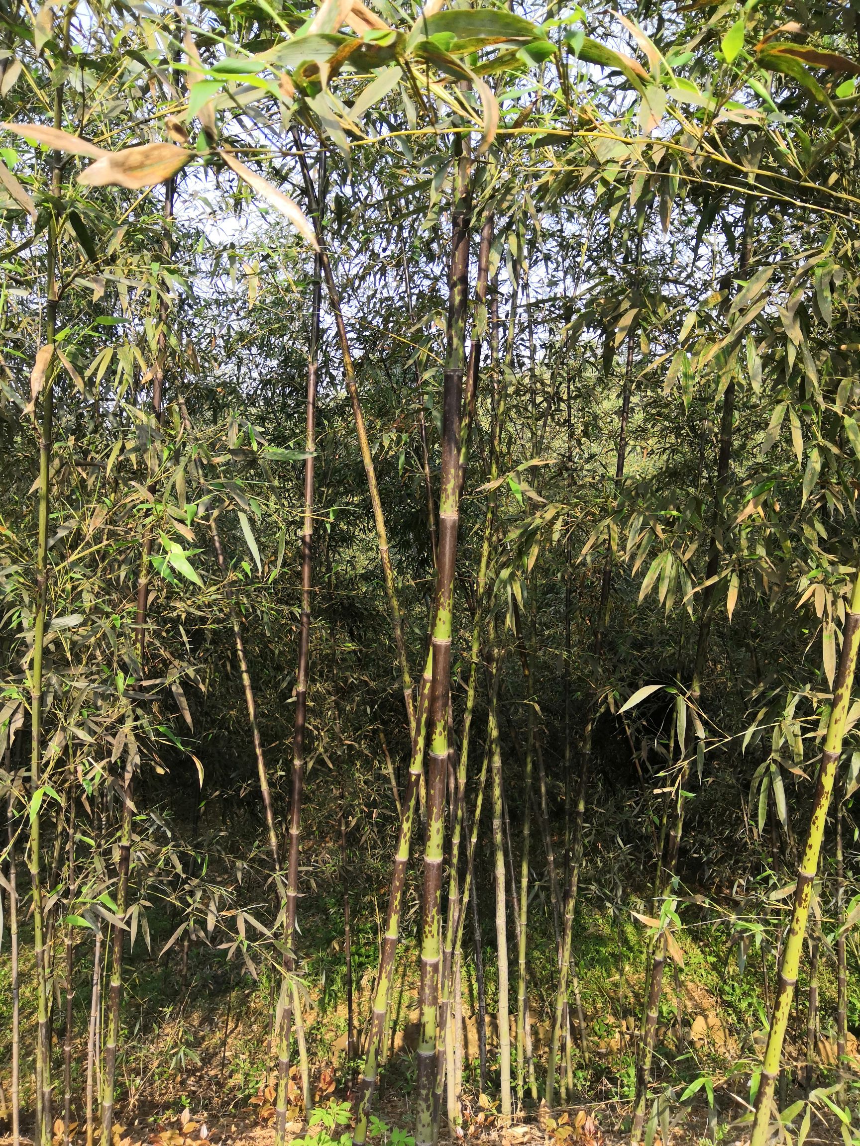 湘妃竹 大量供应 湘妃竹基地 斑竹苗 斑竹苗价格 斑竹苗基地