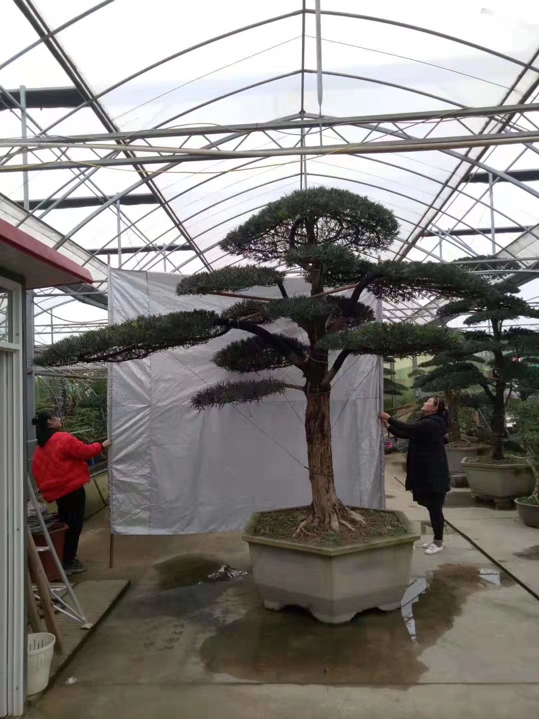 造型罗汉松 大型罗汉松造型树迎客松地景树