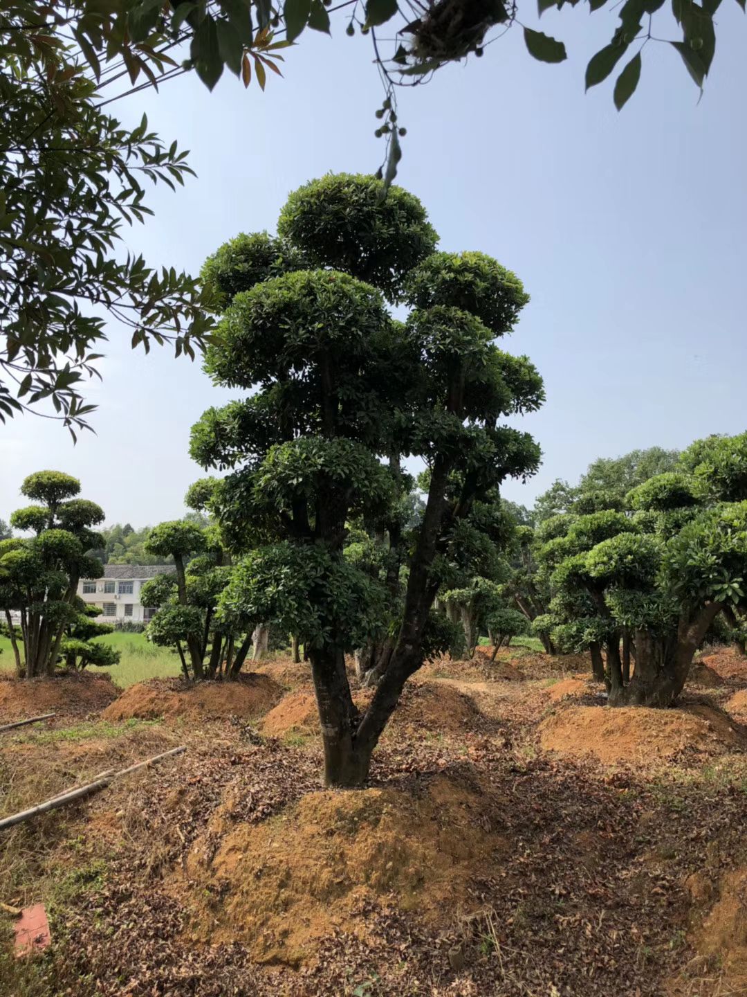 造型椤木石楠