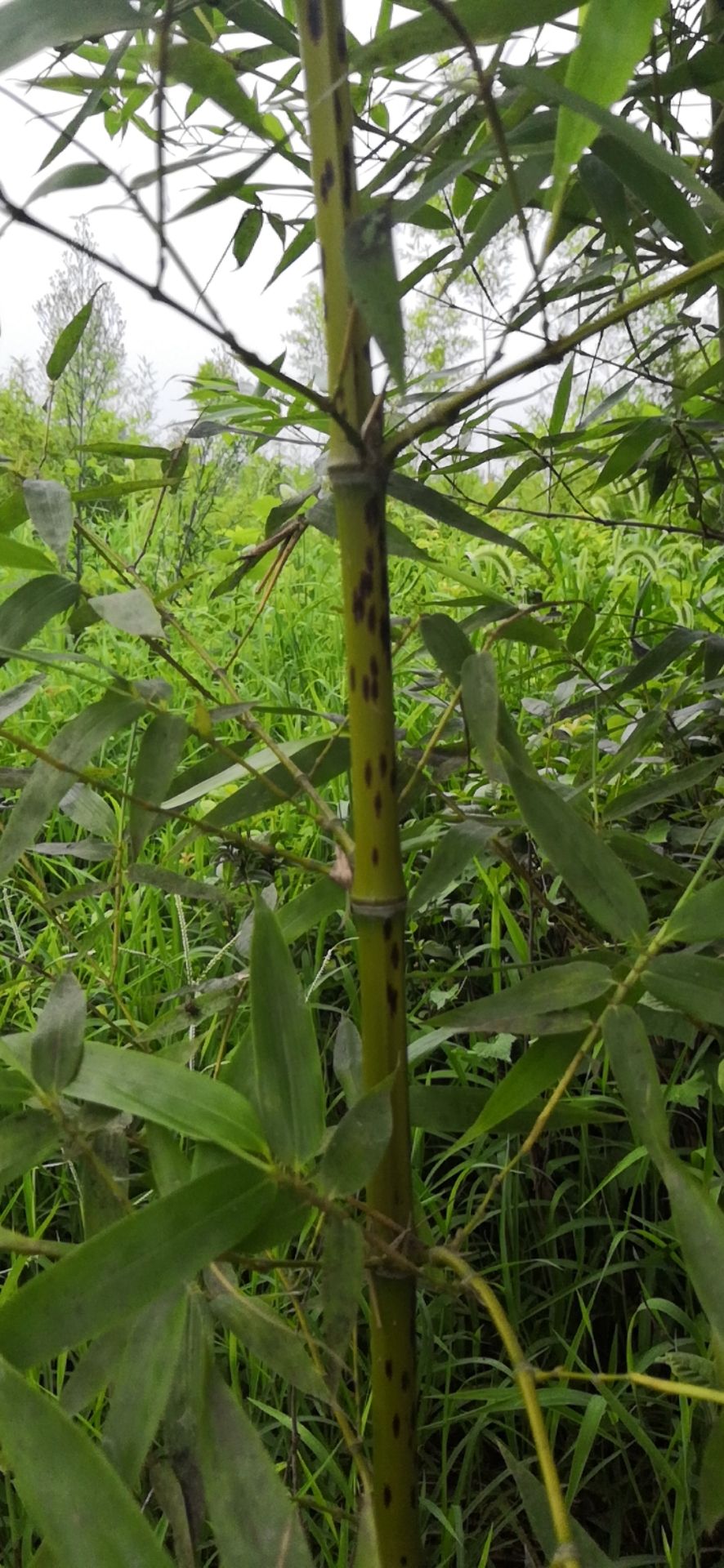 湘妃竹 大量供应 湘妃竹基地 斑竹苗 斑竹苗价格 斑竹苗基地