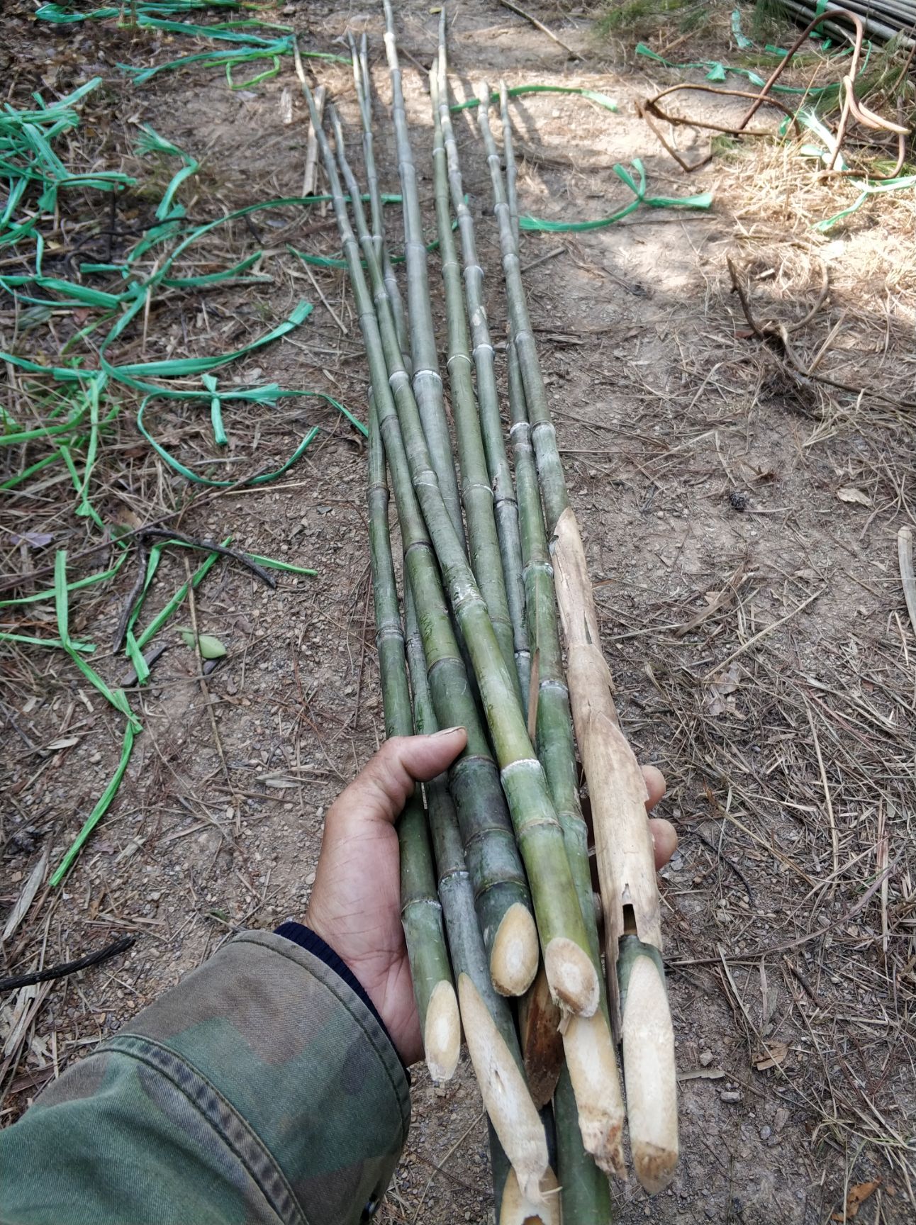 桂阳县 漂亮的实心竹