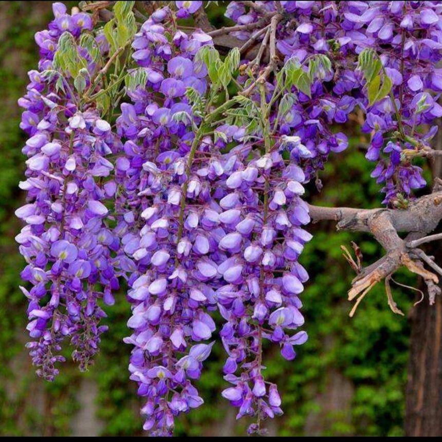 多种紫藤花
