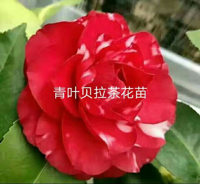 青叶贝拉茶花苗图片