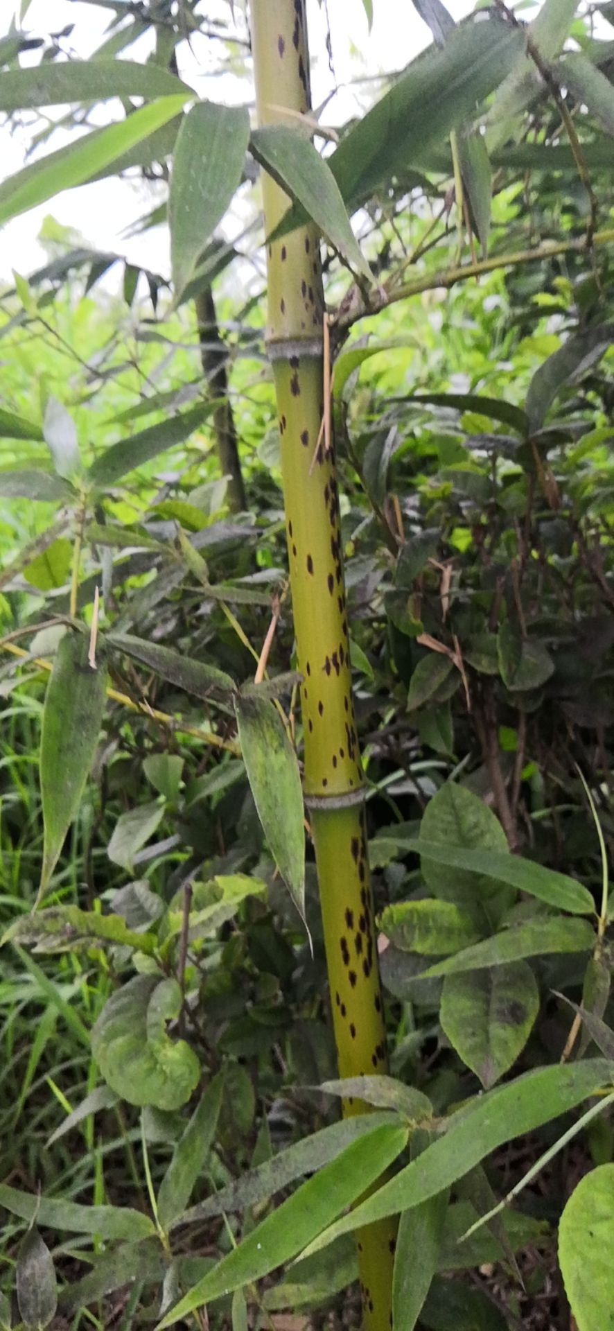 湘妃竹 大量供应 湘妃竹基地 斑竹苗 斑竹苗价格 斑竹苗基地