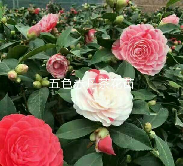 五色赤丹,茶花