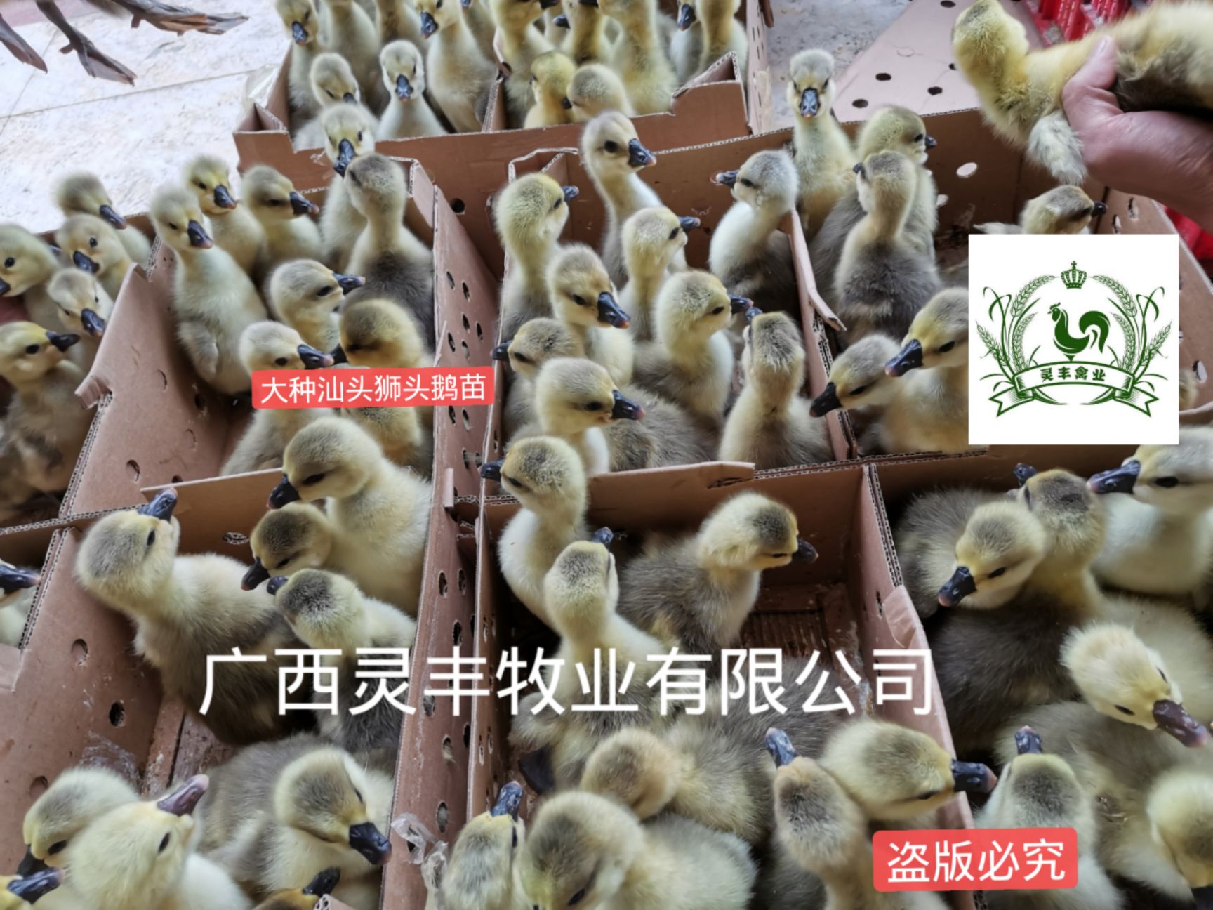 汕头狮头鹅苗,狮头鹅苗,包打疫苗包路损,诚信经营,假一赔十