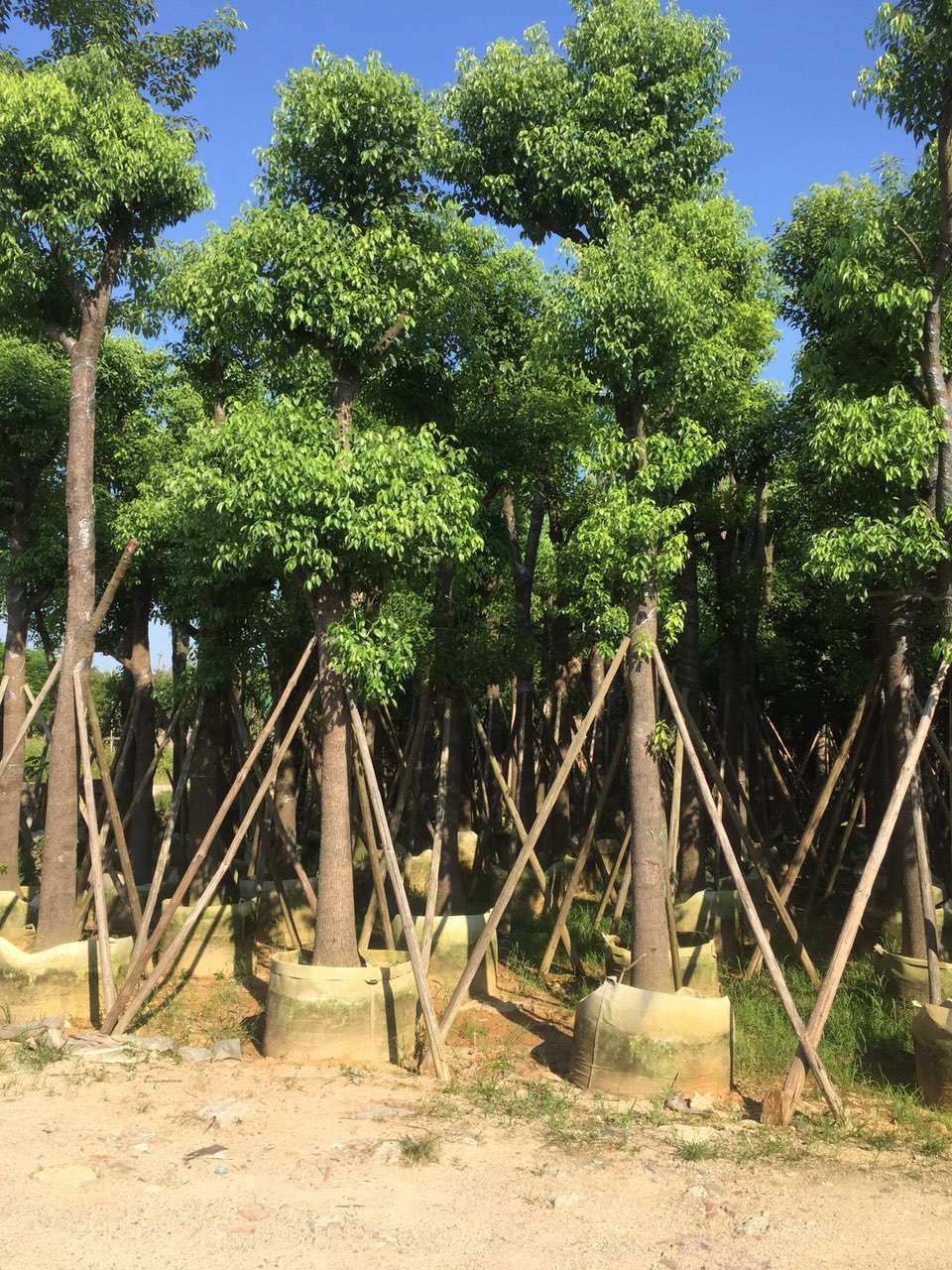 广东普宁大量供应香樟 袋苗,假植苗 量大质优 移植成*率高