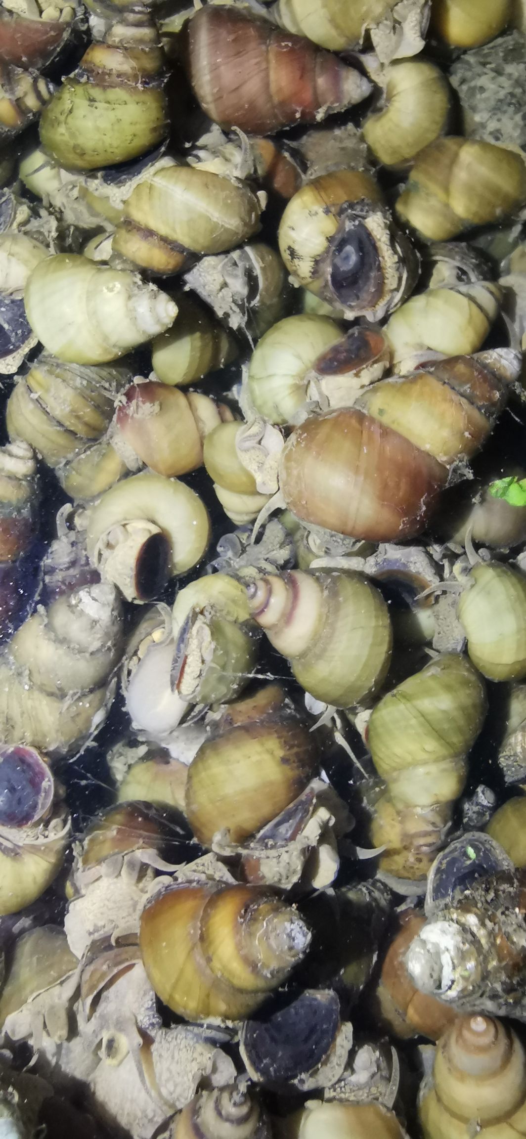 石螺 螺蛳 籽螺 米螺薄壳石螺 人工 食用螺 饲料螺
