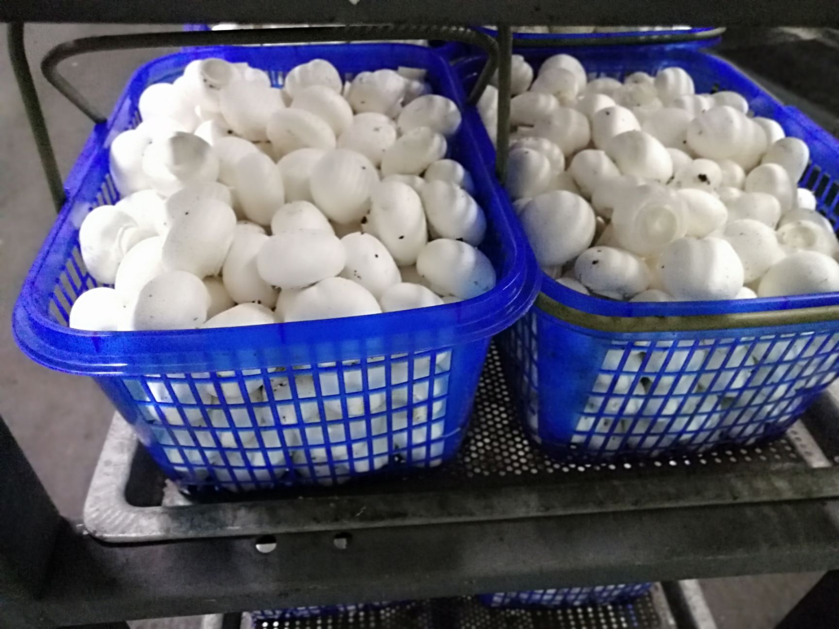 双孢菇白菇45cm价格便宜a级b级c级全年供应