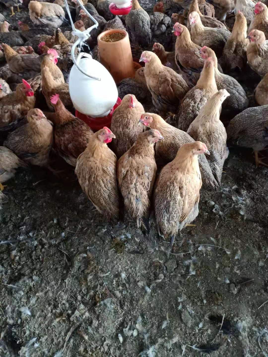 良凤花鸡 良凤花母有2万