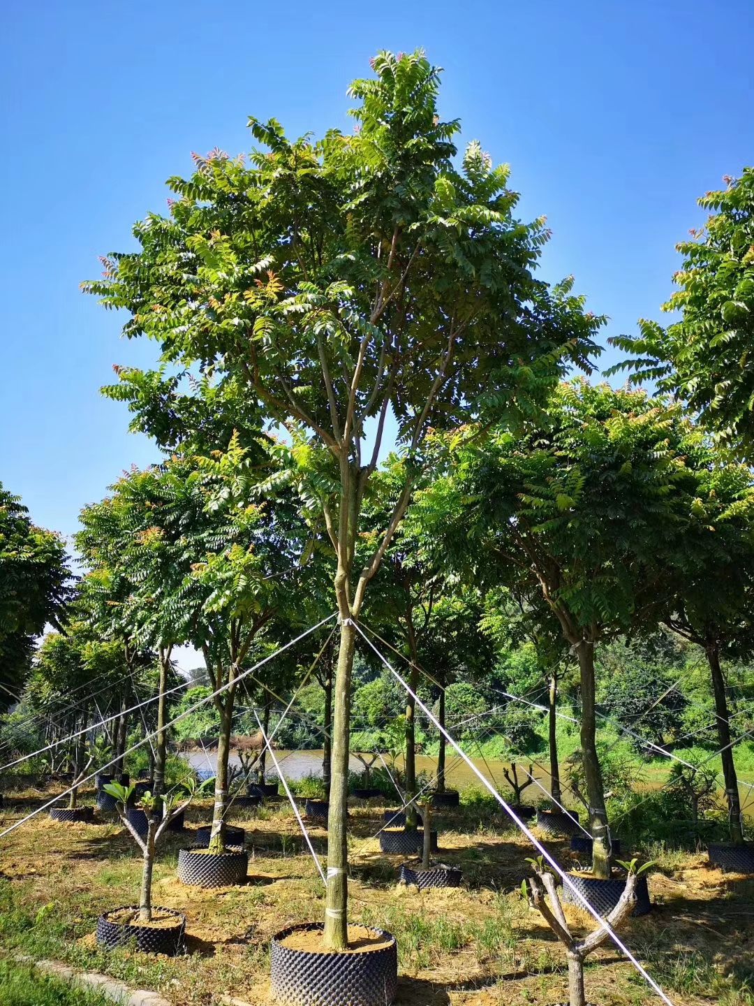 广东揭阳普宁市 麻楝 场地直销 量大质优