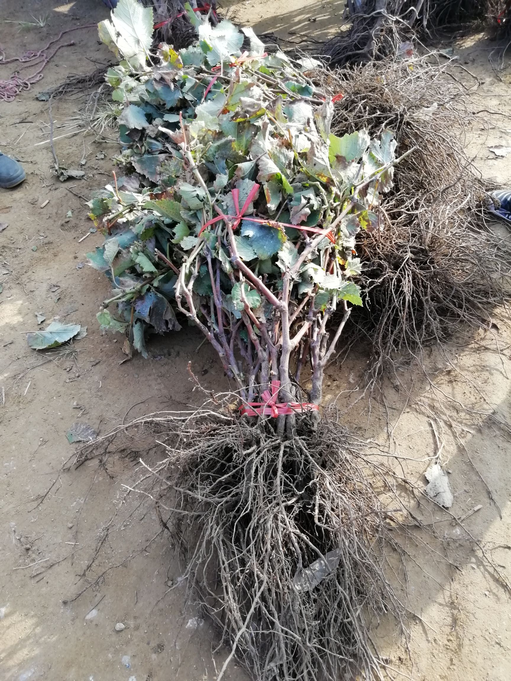 蓝宝石葡萄苗 当年挂果蓝宝石葡萄树苗,品种正宗,包成活,基地现挖现发