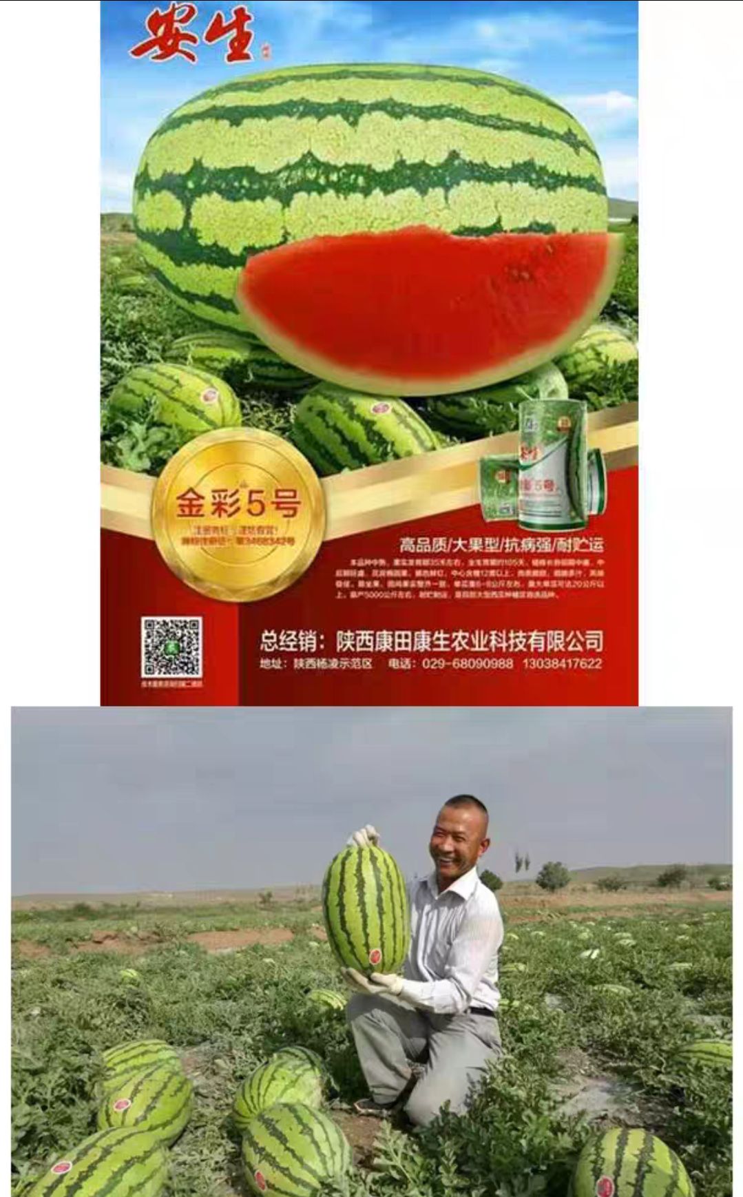 金彩五号西瓜种子大红瓤特大高产中熟高糖金城五号硒沙大瓜