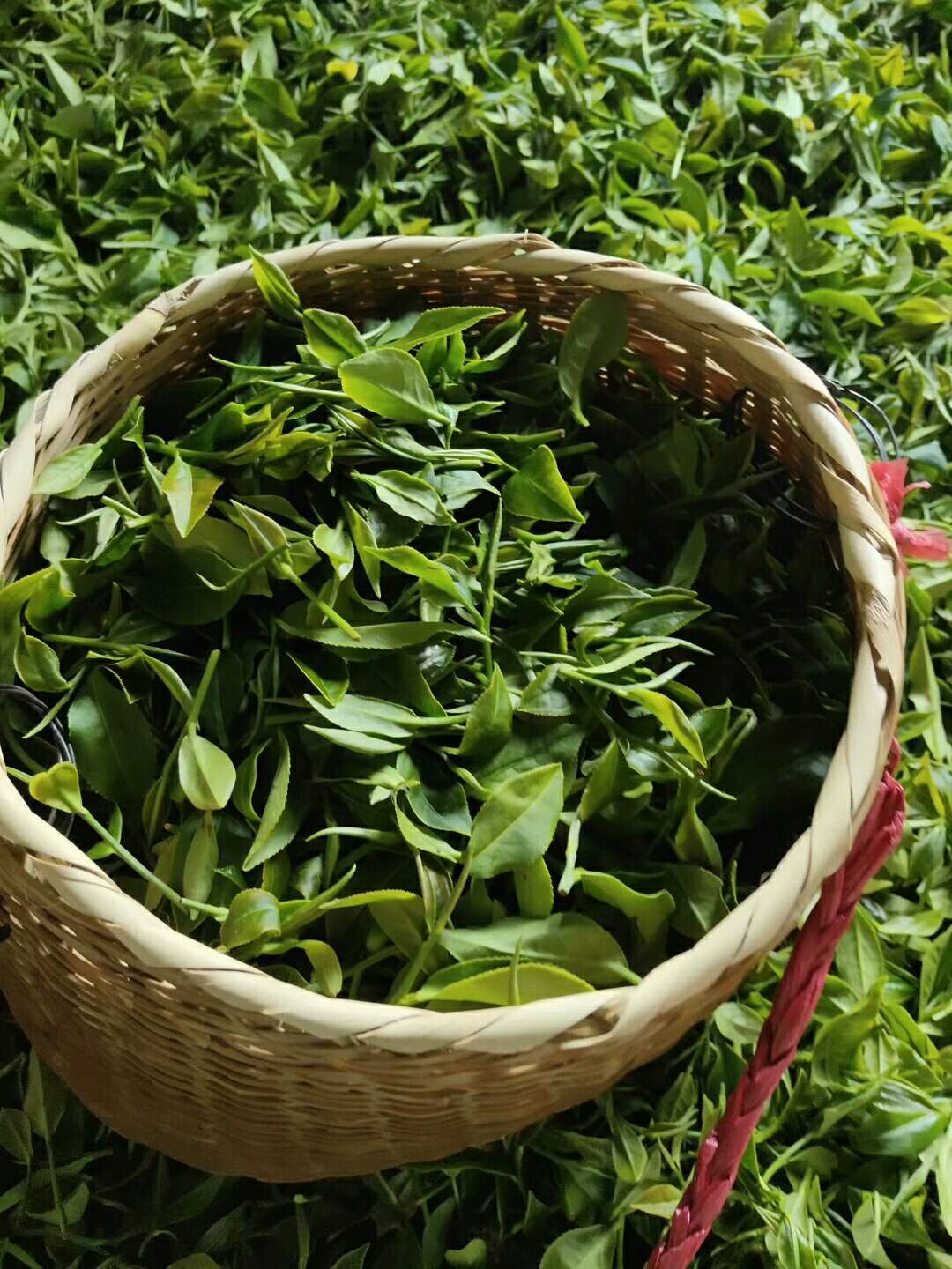 高山野生茶 广东第一峰野生山茶(野生移植茶)