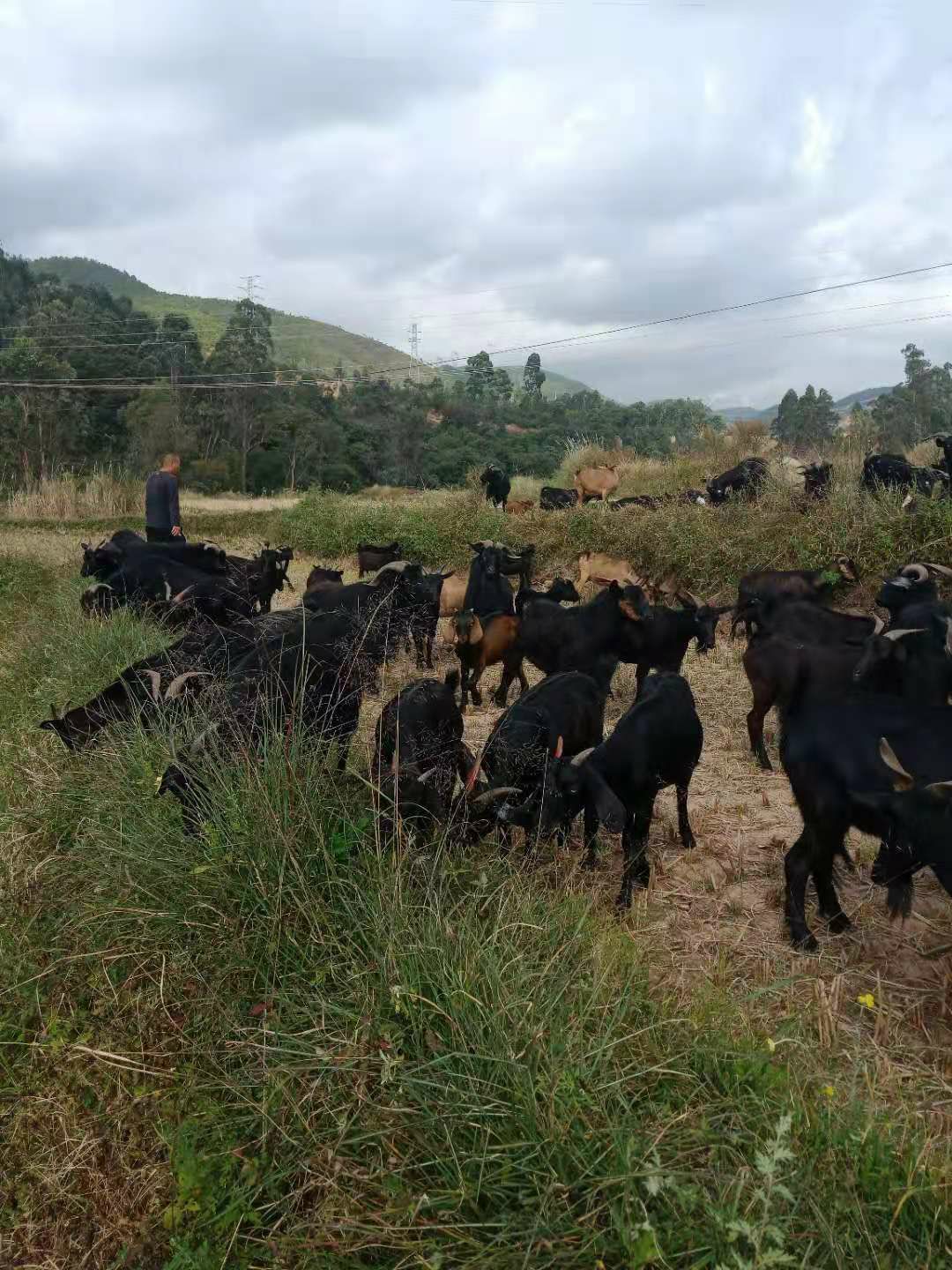 云南高山老品种小耳朵黑山羊,放养,不喂饲料,肉质好