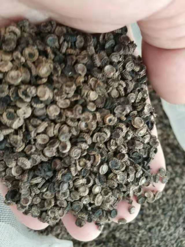 粉防己种子出售