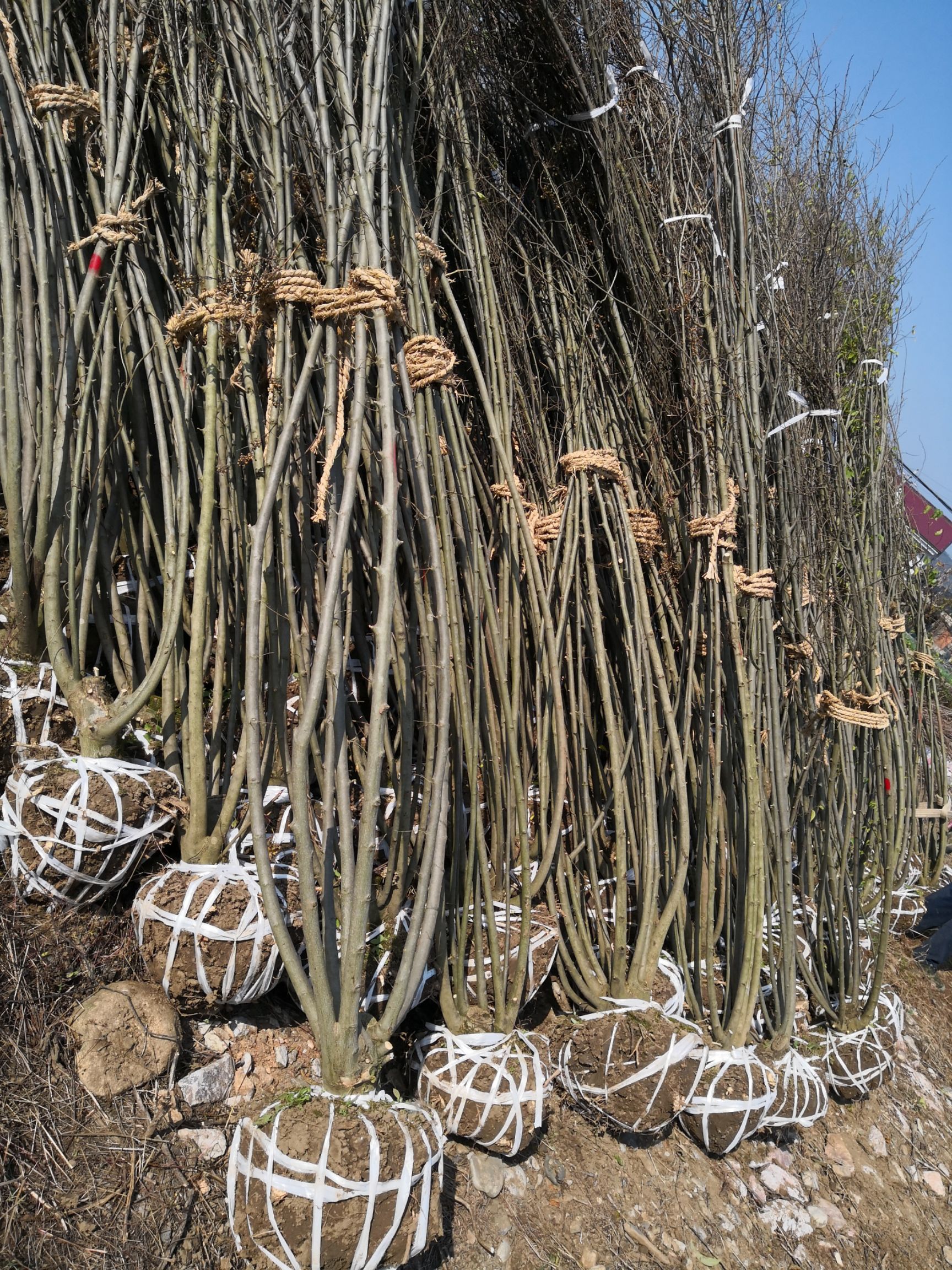 青檀树 青檀小苗 荒山 矿区绿化恢复推荐树种