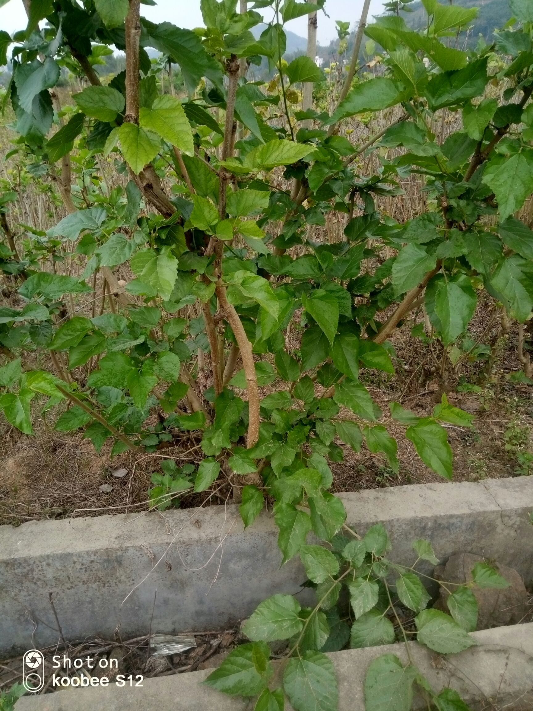 桑树枝 清肝明目,请饮夏桑菊,中药材.