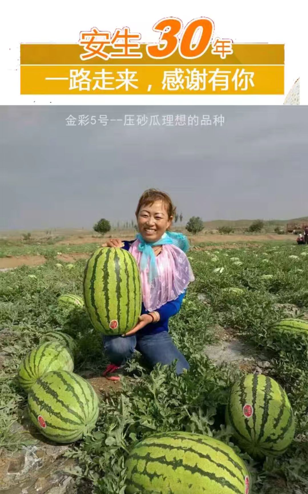 金彩五号西瓜种子大红瓤特大高产中熟高糖金城五号硒沙大瓜