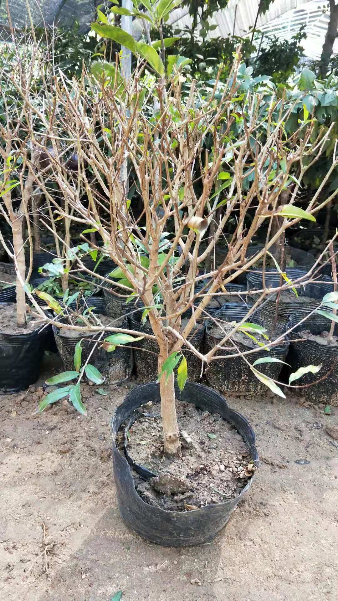 石榴盆景 紫玉石榴盆栽批发南北方庭园种植