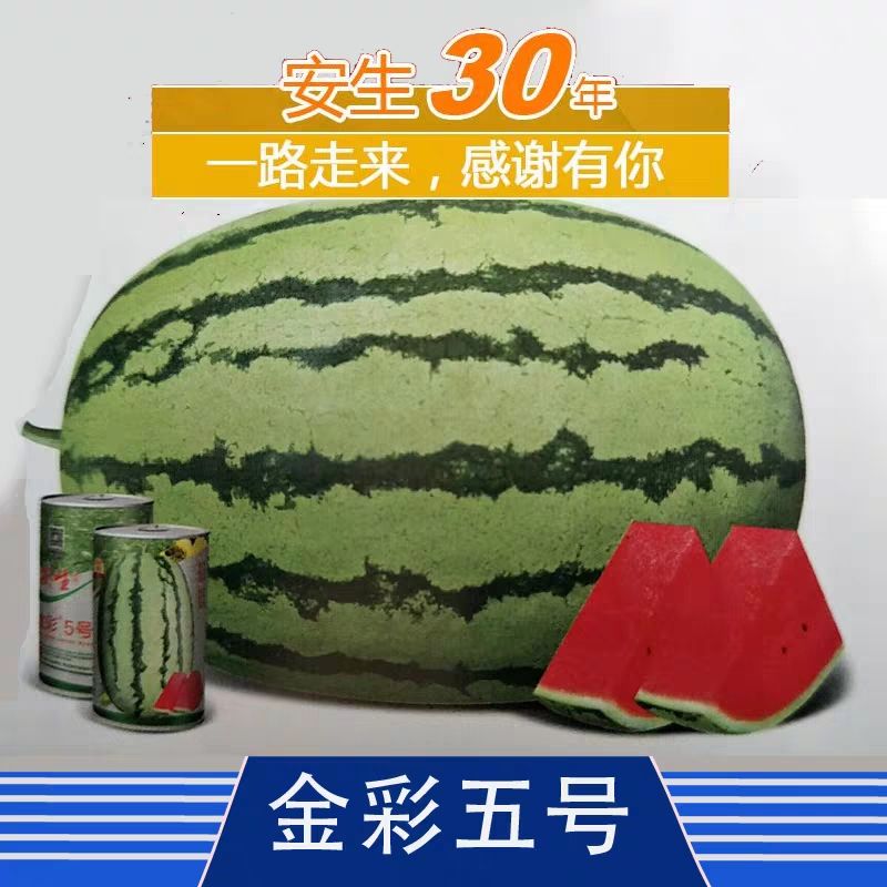 金彩五号西瓜种子大红瓤特大高产中熟高糖金城五号硒沙大瓜