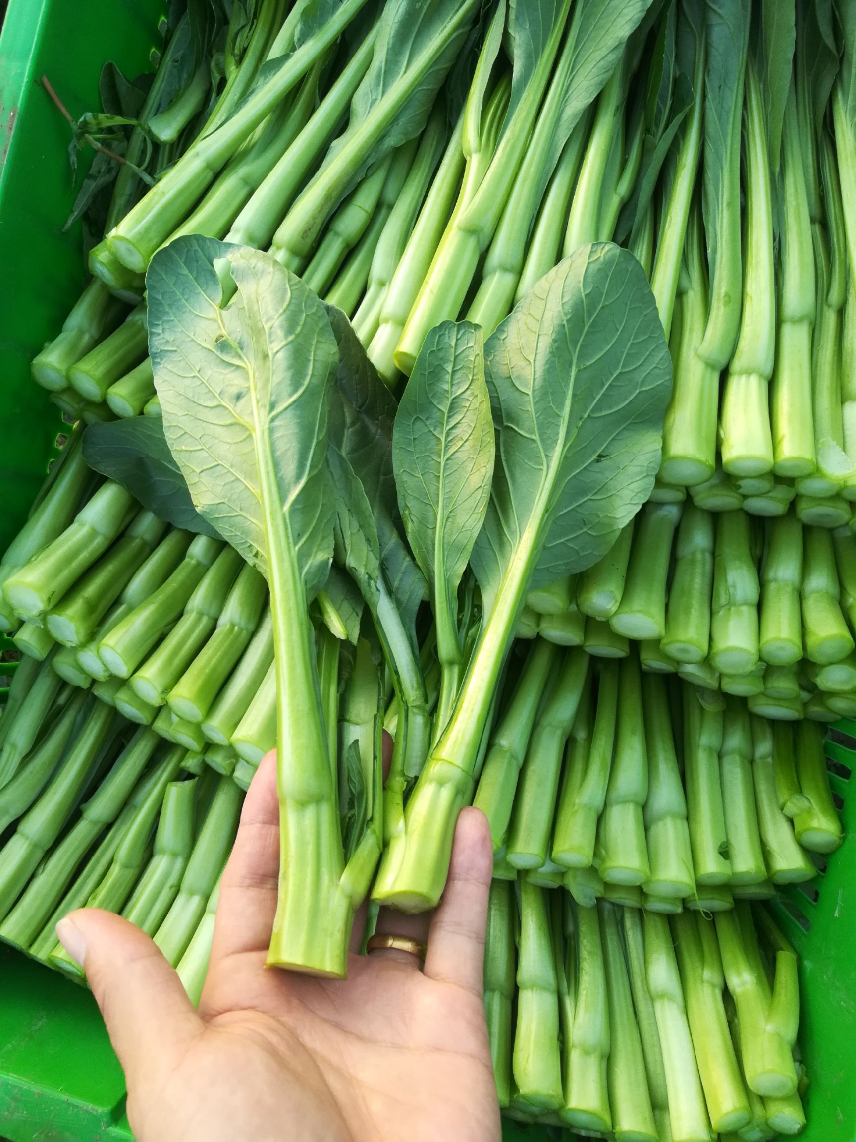 尖叶菜心 尖叶甜菜心