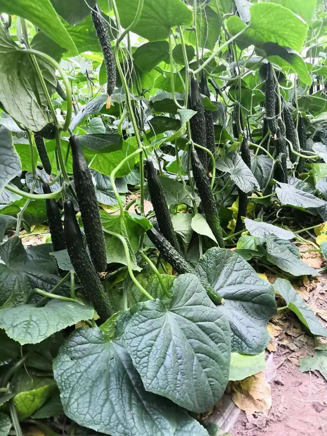 黄瓜种苗 特级 嫁接黄瓜苗 密刺油量 抗病高产 效益高