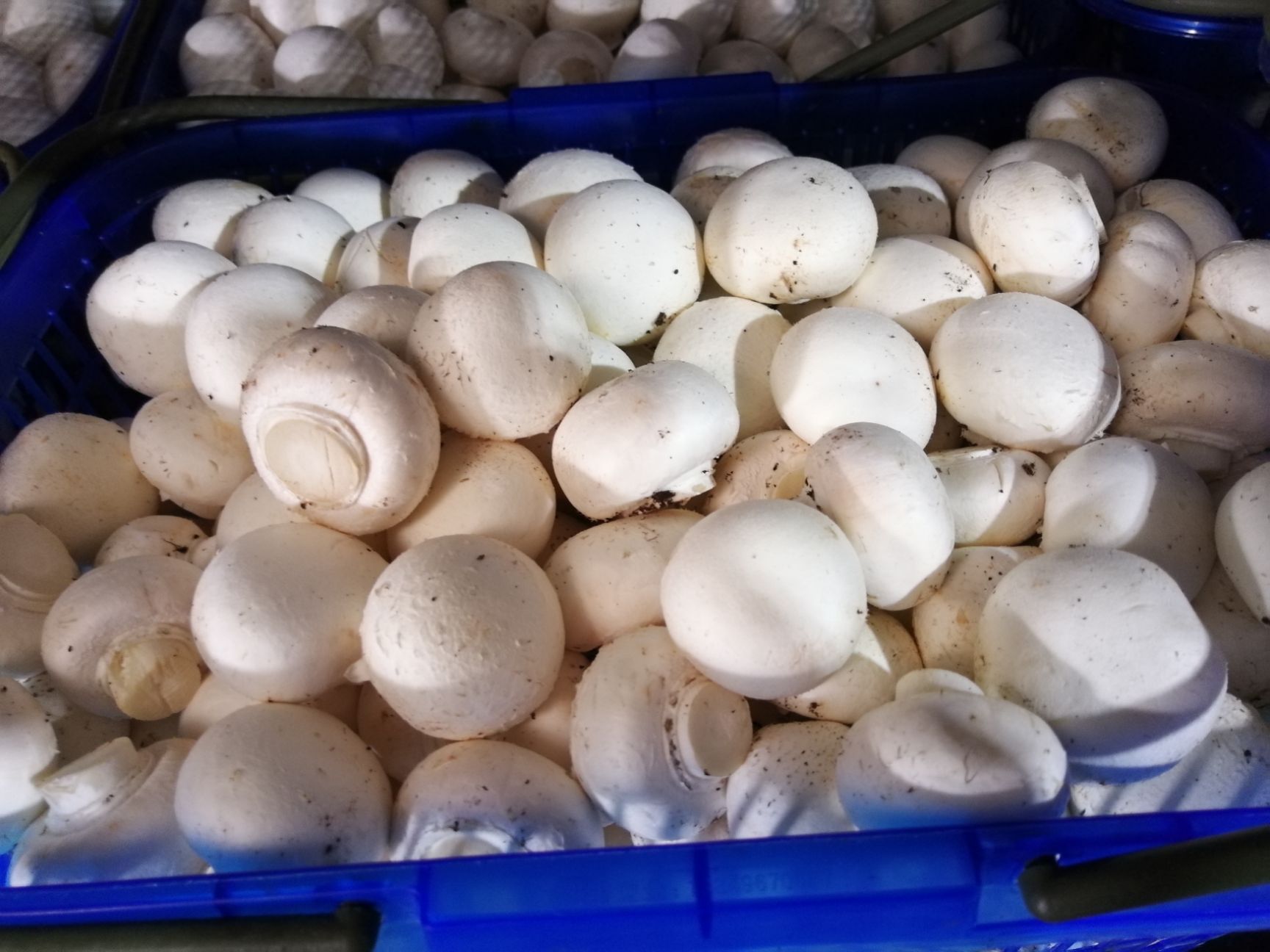 双孢菇 双饱白菇4-5cm,价格优惠,全年供应,欢迎来电合作