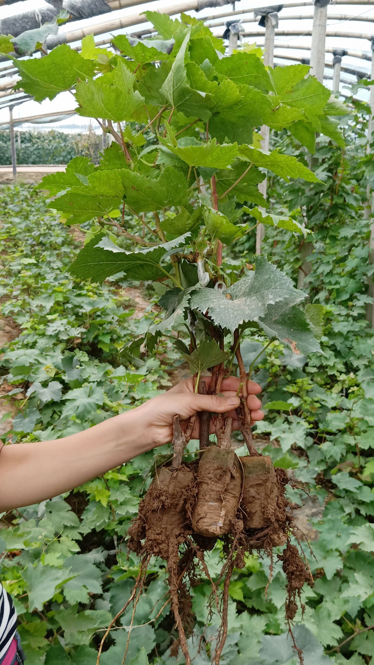 甜蜜蓝宝石葡萄苗阳光玫瑰藤稔葡萄苗基地直销批发价