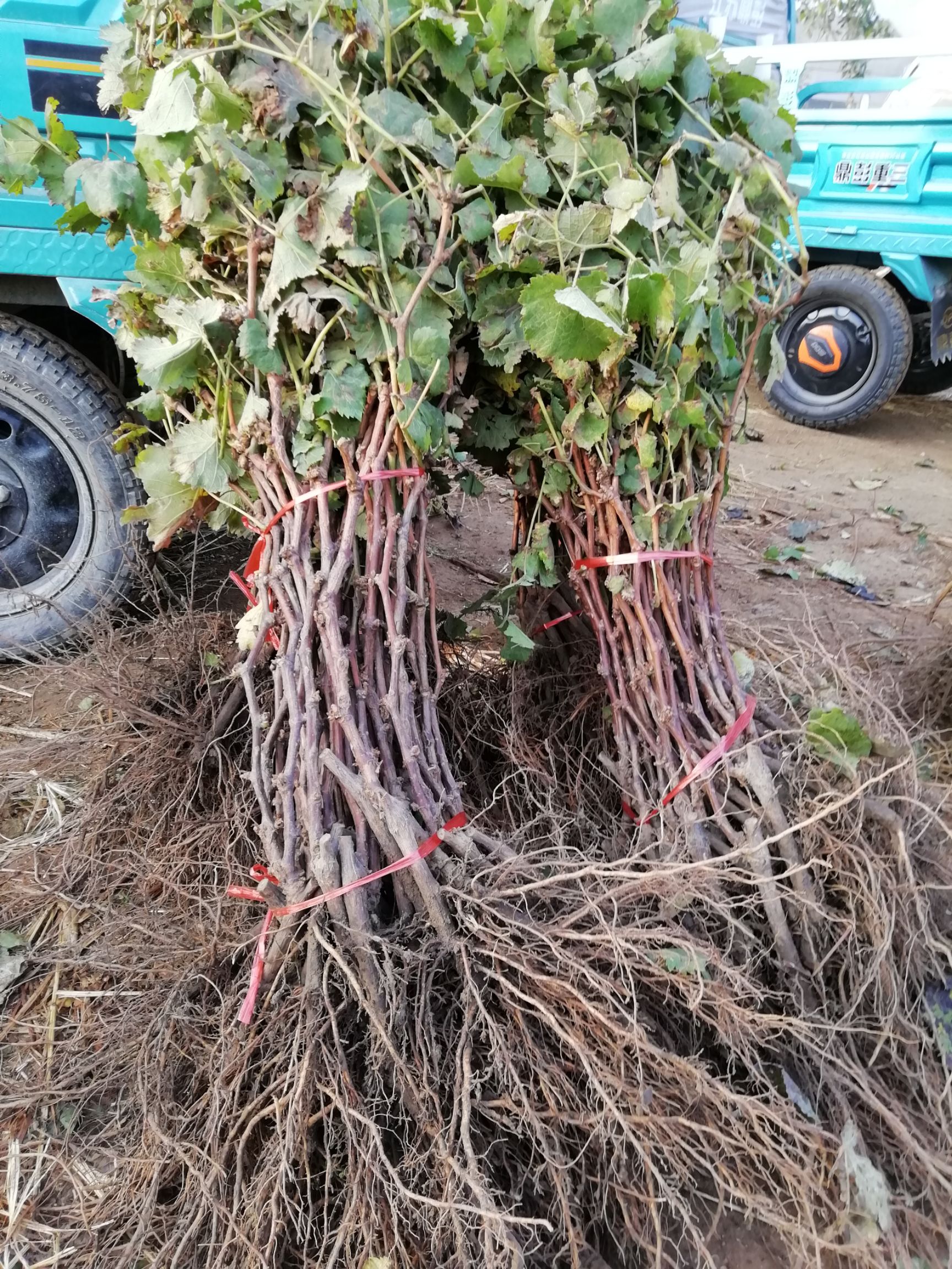 蓝宝石葡萄苗 当年挂果蓝宝石葡萄树苗,品种正宗,包成活,基地现挖现发