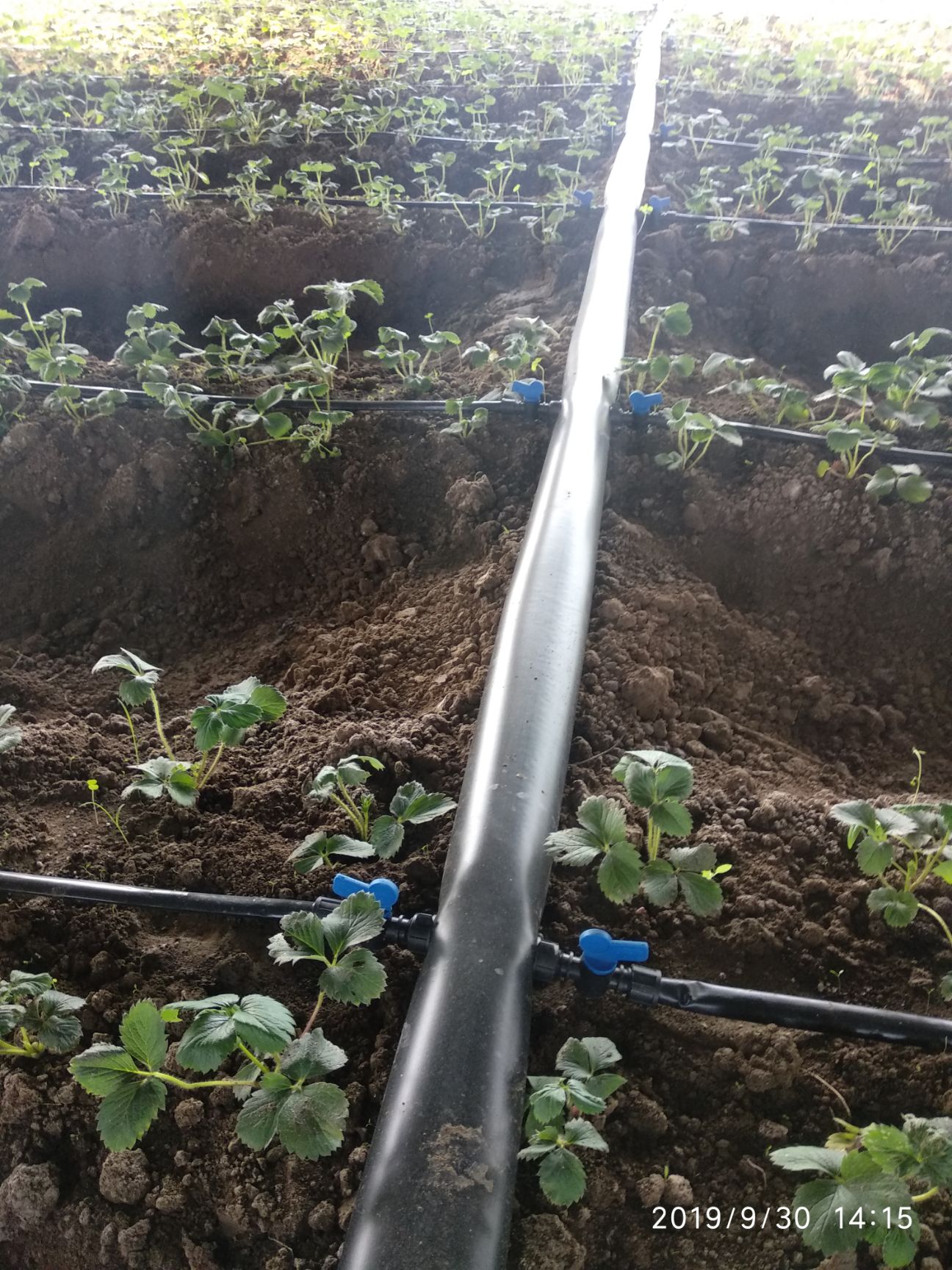 水带 农用输水 软水带,滴灌喷灌用主管道!铺设方便耐用