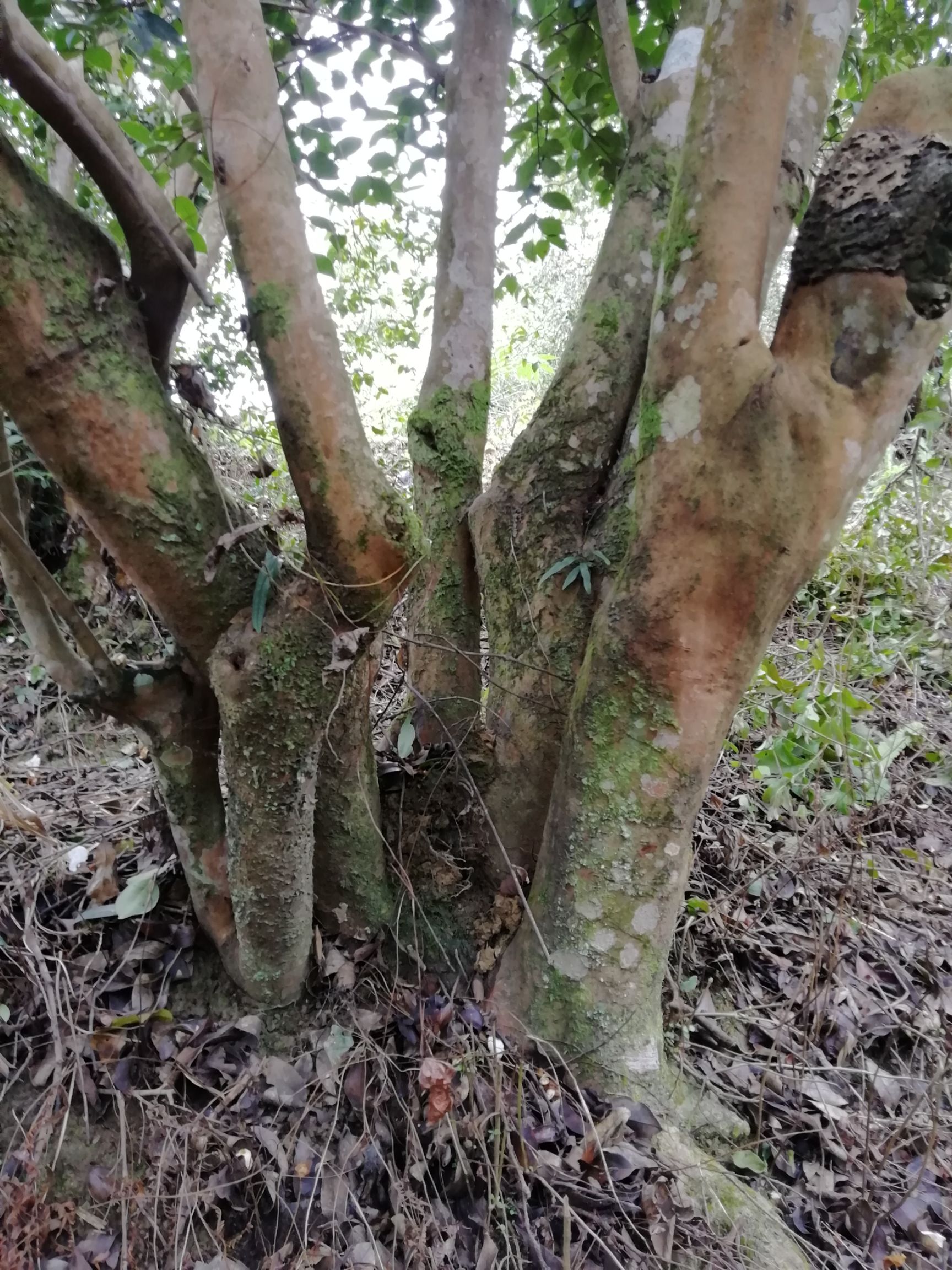 野生山茶油 桂西 高寒山区野生白花老油茶树茶籽直接冷榨纯生油 药用