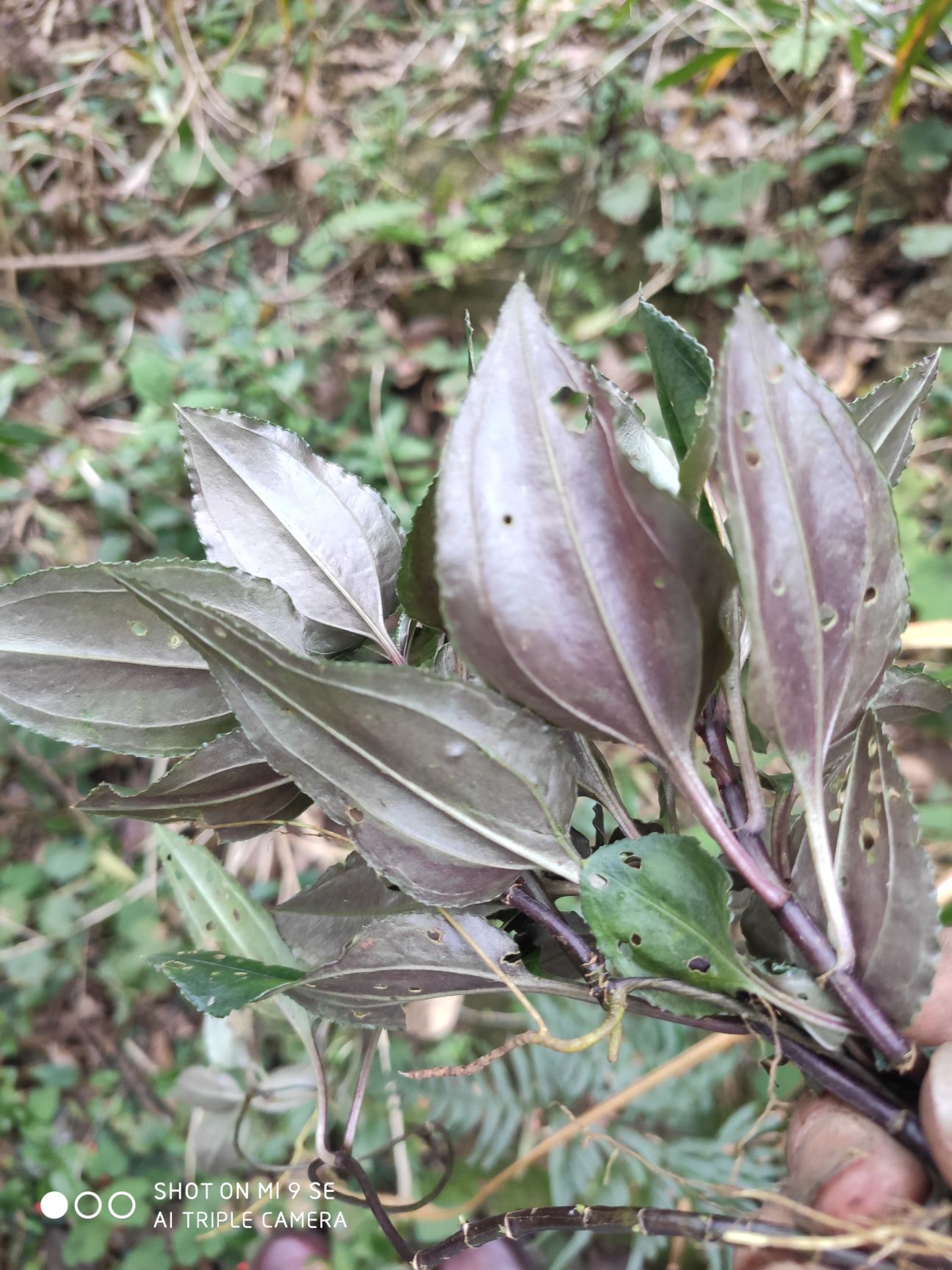 肺心草 双蝴蝶,肺形草(干货,鲜货均有)