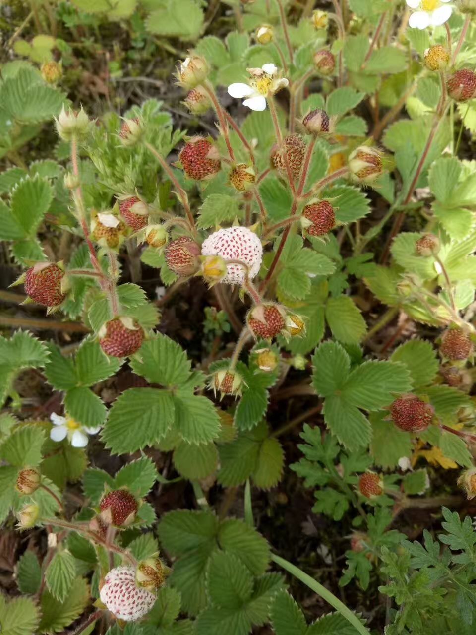 白草莓,草莓苗,菠萝草莓苗地泡苗当年栽当年结果