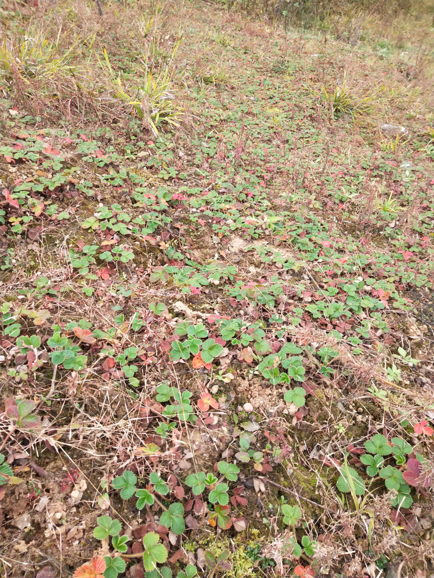 白草莓,野生草莓苗,菠萝草莓苗地泡苗当年栽当年结果