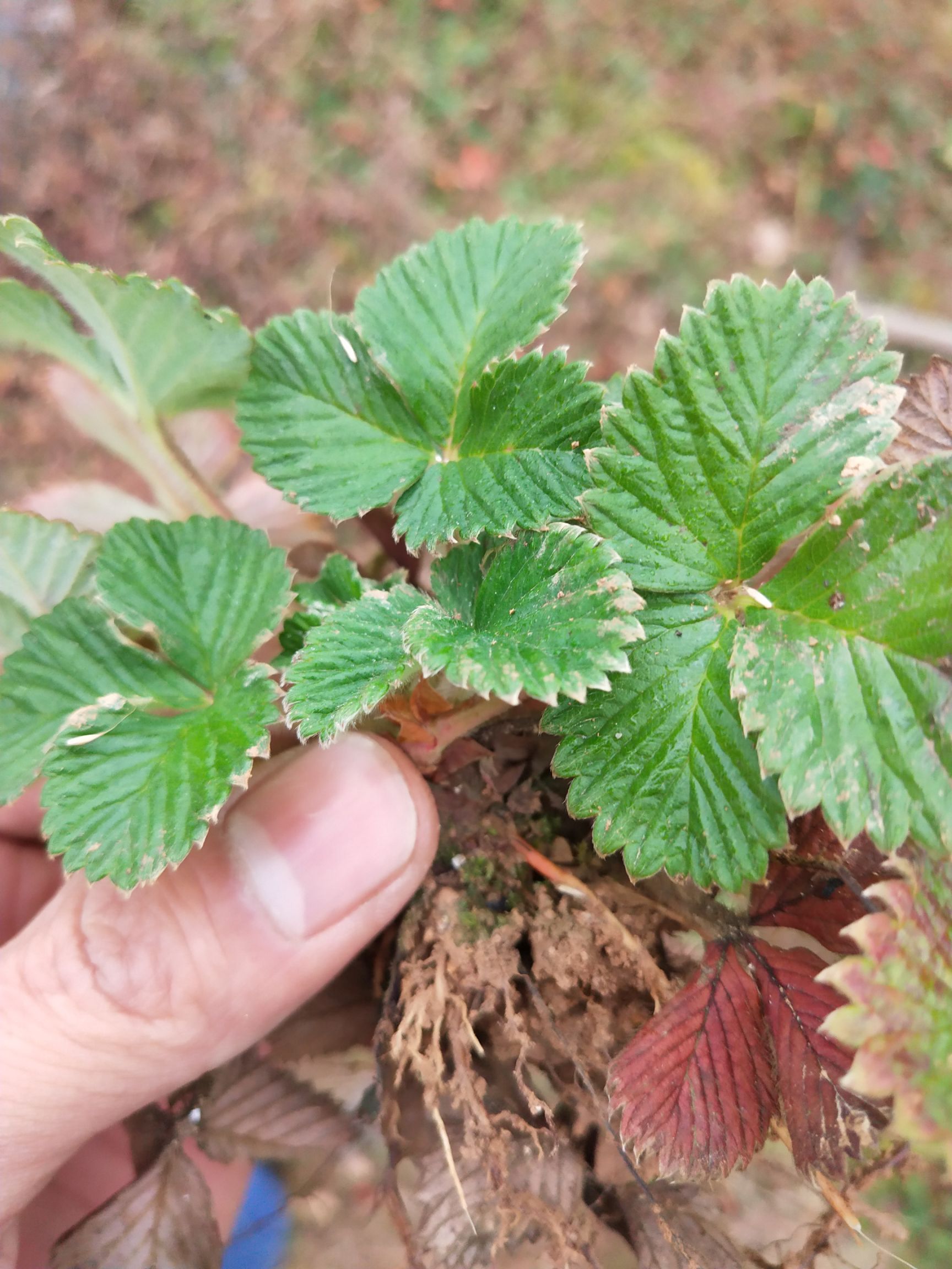 商品属性 品种名:野草莓苗 高度:10~20公分 类型:地栽苗 培育方式:籽