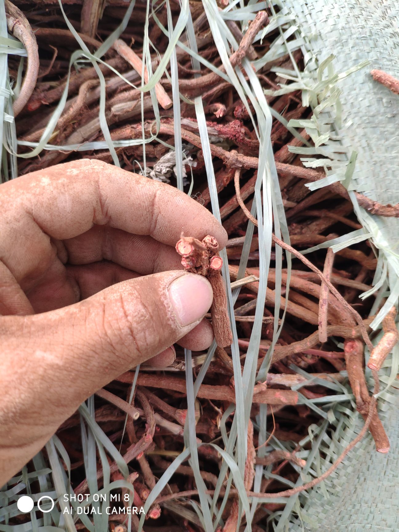 生茜草,鬼见愁,红根子