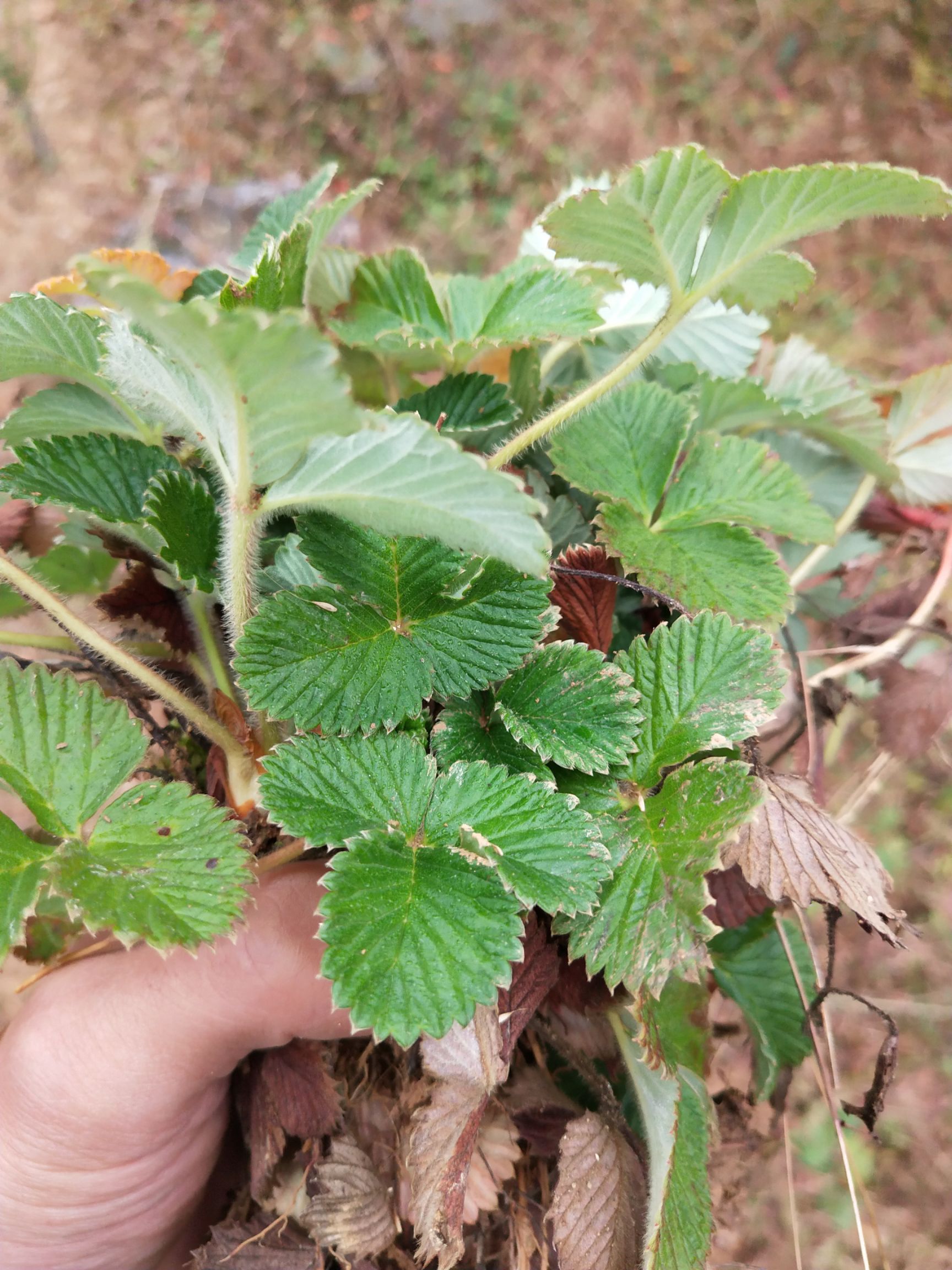 白草莓,野生草莓苗,菠萝草莓苗地泡苗当年栽当年结果