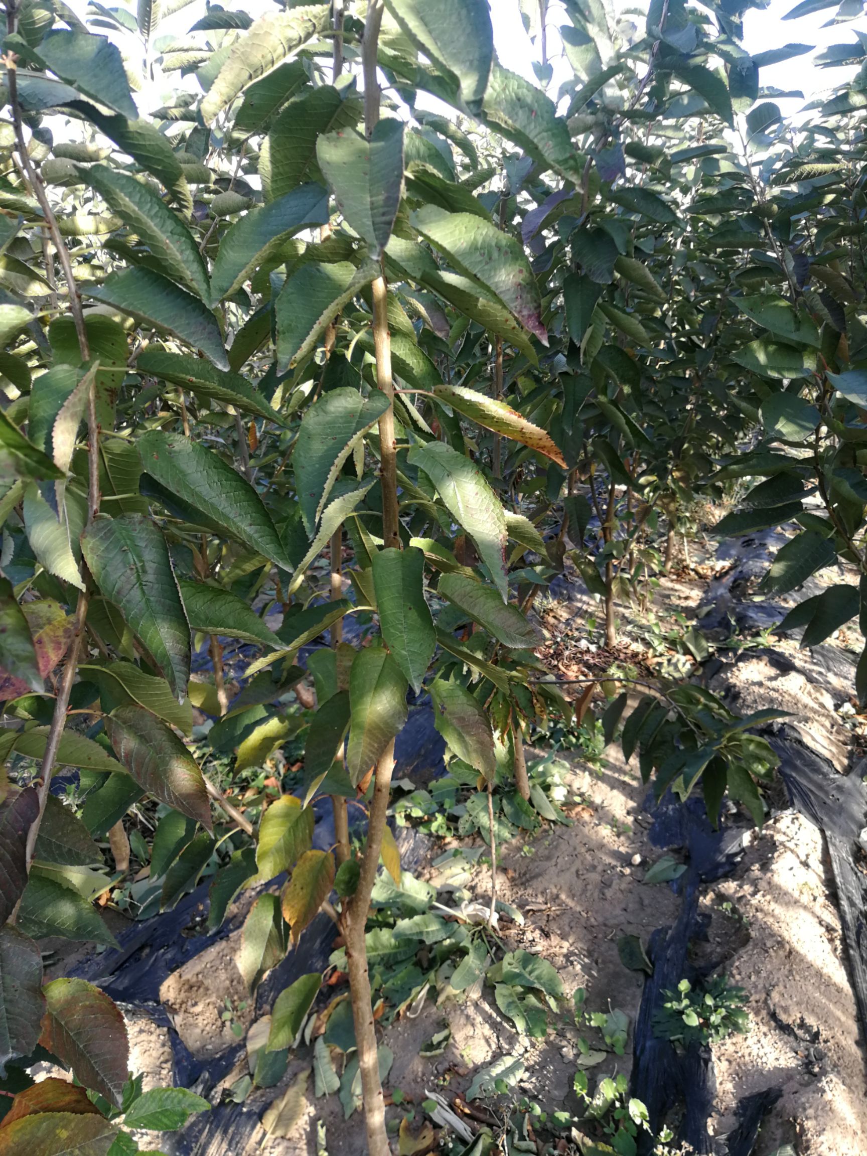 布鲁克斯樱桃树苗 供应大樱桃树苗有美早,大黄密,俄罗斯八号早大果